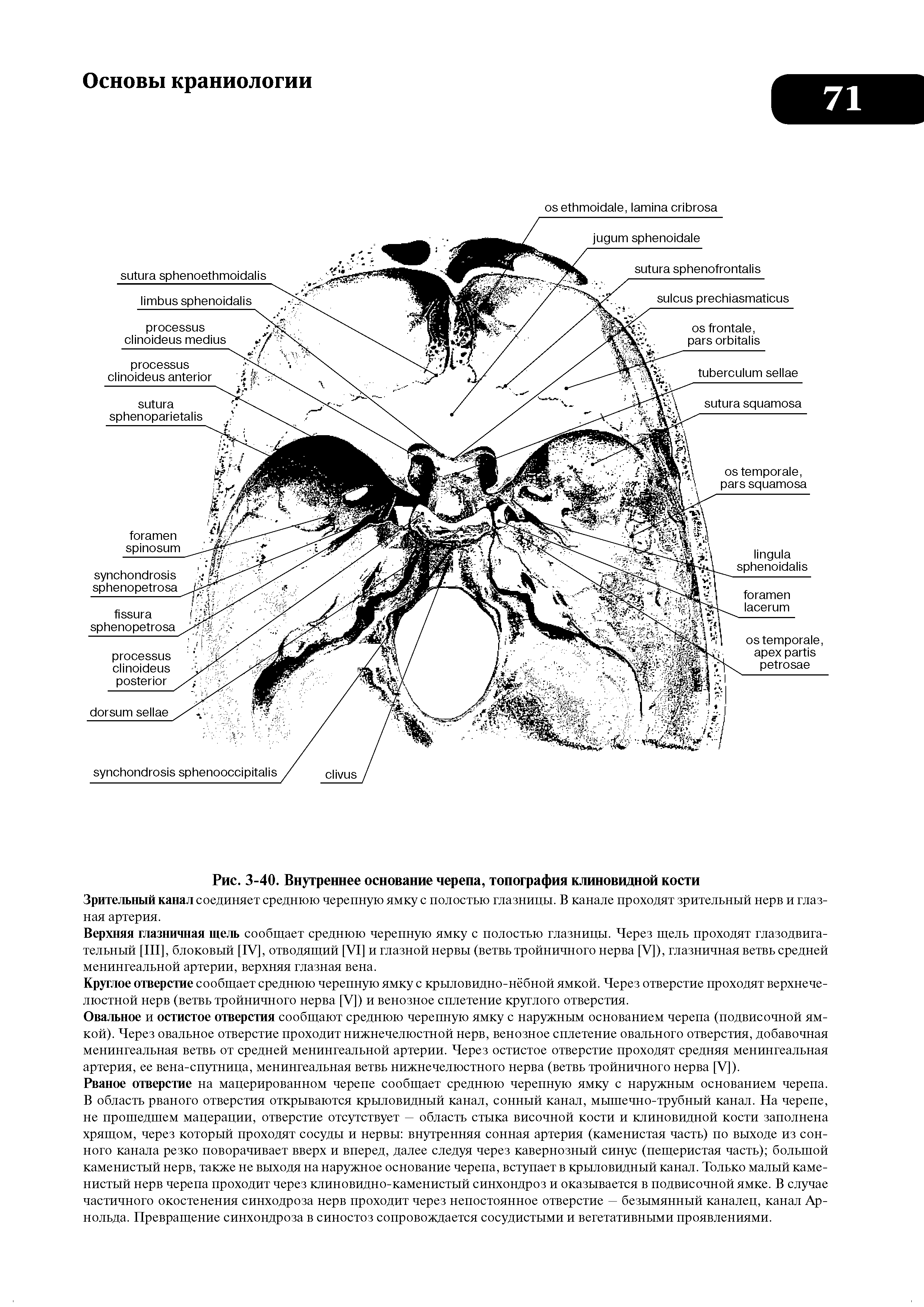 Рис. 3-40. Внутреннее основание черепа, топография клиновидной кости...