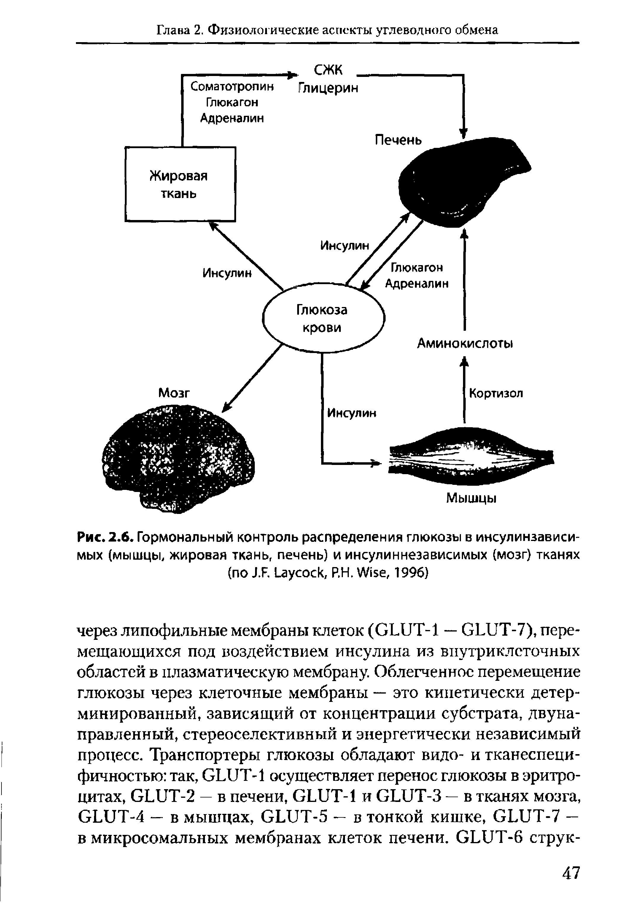 Рис. 2.6. Гормональный контроль распределения глюкозы в инсулинзависимых (мышцы, жировая ткань, печень) и инсулиннезависимых (мозг) тканях (по J.F. L , Р.Н. W , 1996)...
