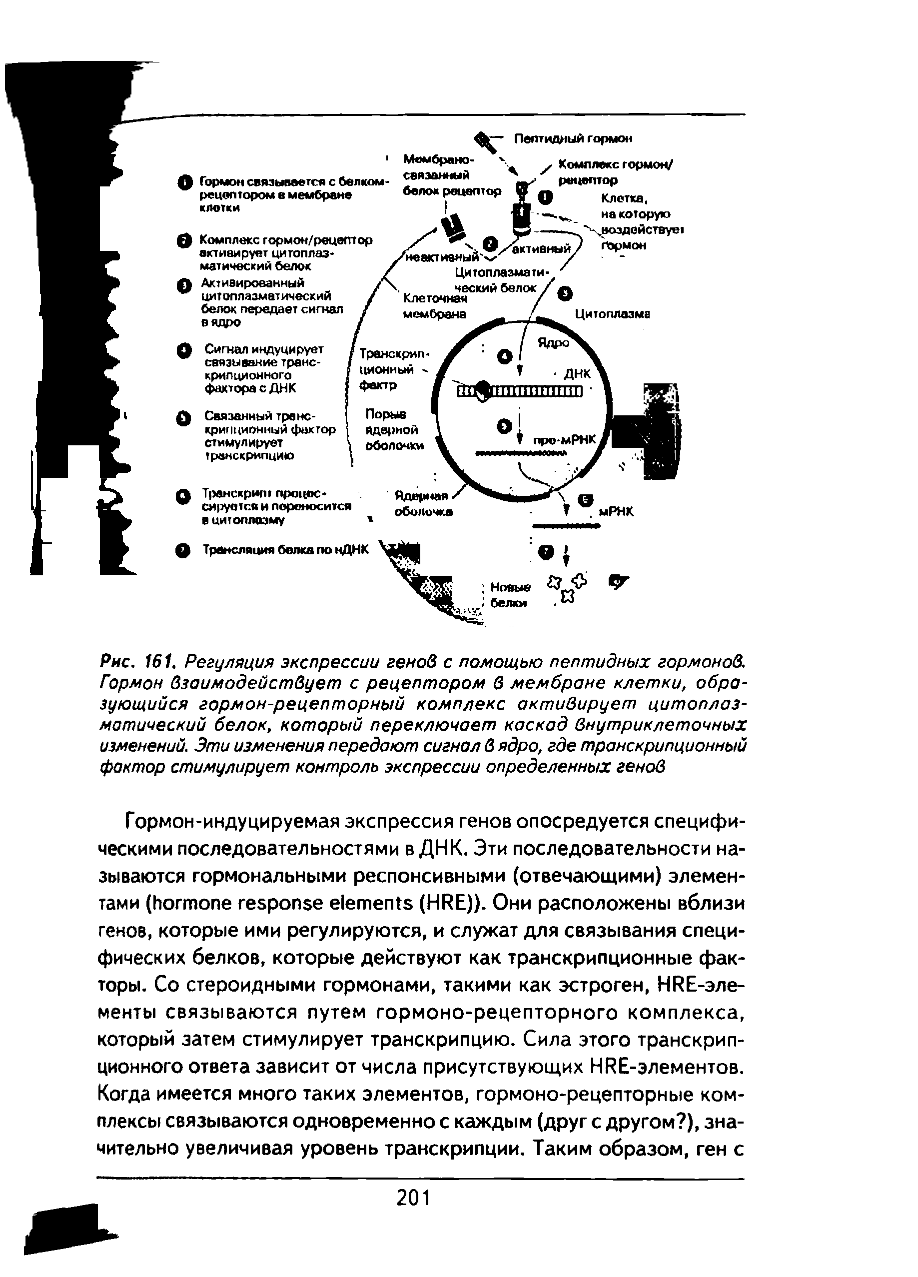Рис. 161. Регуляция экспрессии генов с помощью пептидных гормонов. Гормон взаимодействует с рецептором в мембране клетки, образующийся гормон-рецепторный комплекс активирует цитоплазматический белок, который переключает каскад внутриклеточных изменений. Эти изменения передают сигнал в ядро, где транскрипционный фактор стимулирует контроль экспрессии определенных генов...