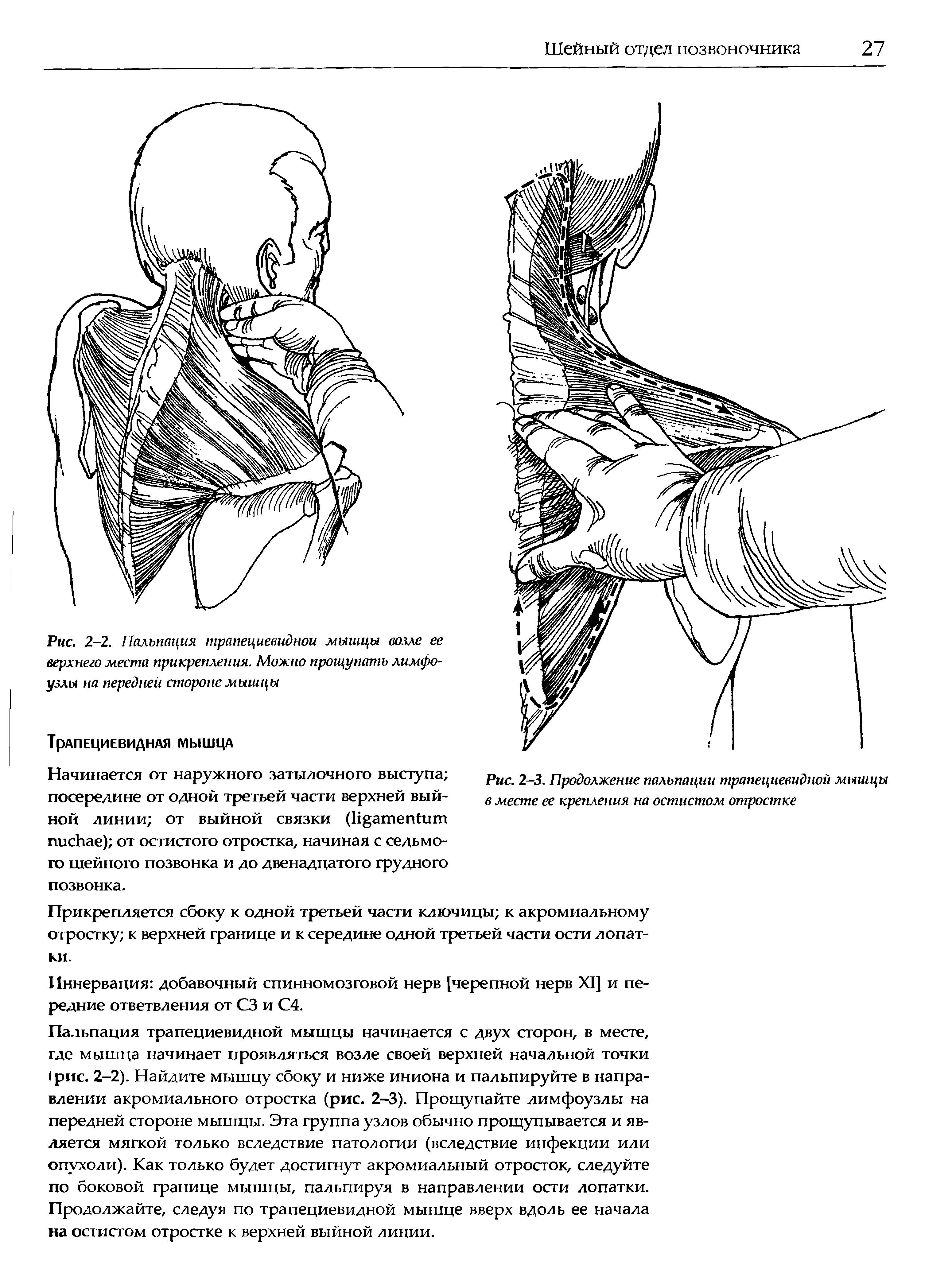 Рис. 2-2. Пальпация трапециевидной мышцы возле ее верхнего места прикрепления. Можно прощупать лимфоузлы на передней стороне мышцы...