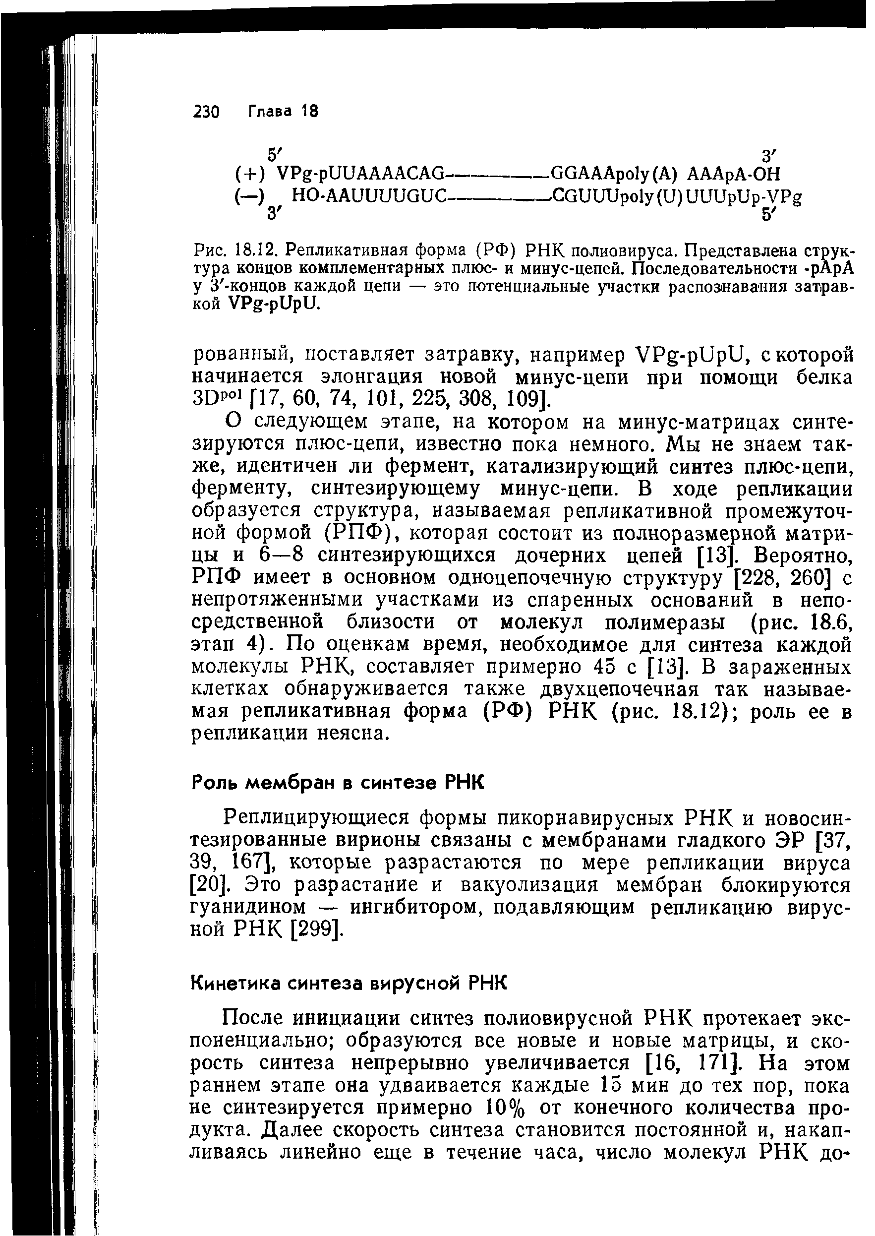 Рис. 18.12. Репликативная форма (РФ) РНК полиовируса. Представлена структура концов комплементарных плюс- и минус-цепей. Последовательности -рАрА у З -концов каждой цепи — это потенциальные участки распознавания затравкой УРй-р11ри.