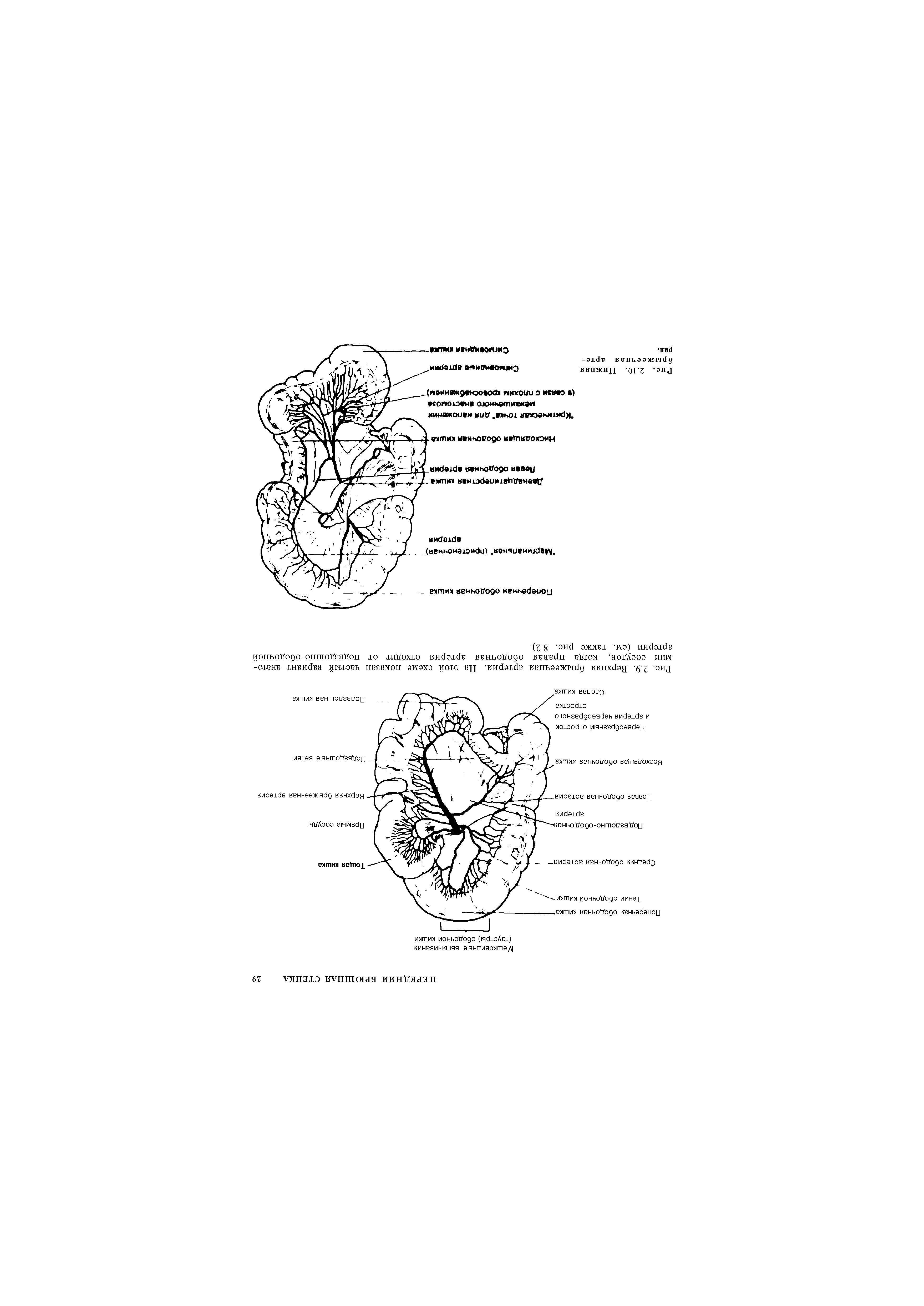 Рис. 2.9. Верхняя брыжеечная артерия. На этой схеме показан частый вариант анатомии сосудов, когда правая ободочная артерия отходит от подвздошно-ободочной артерии (см. также рис. 8.2).