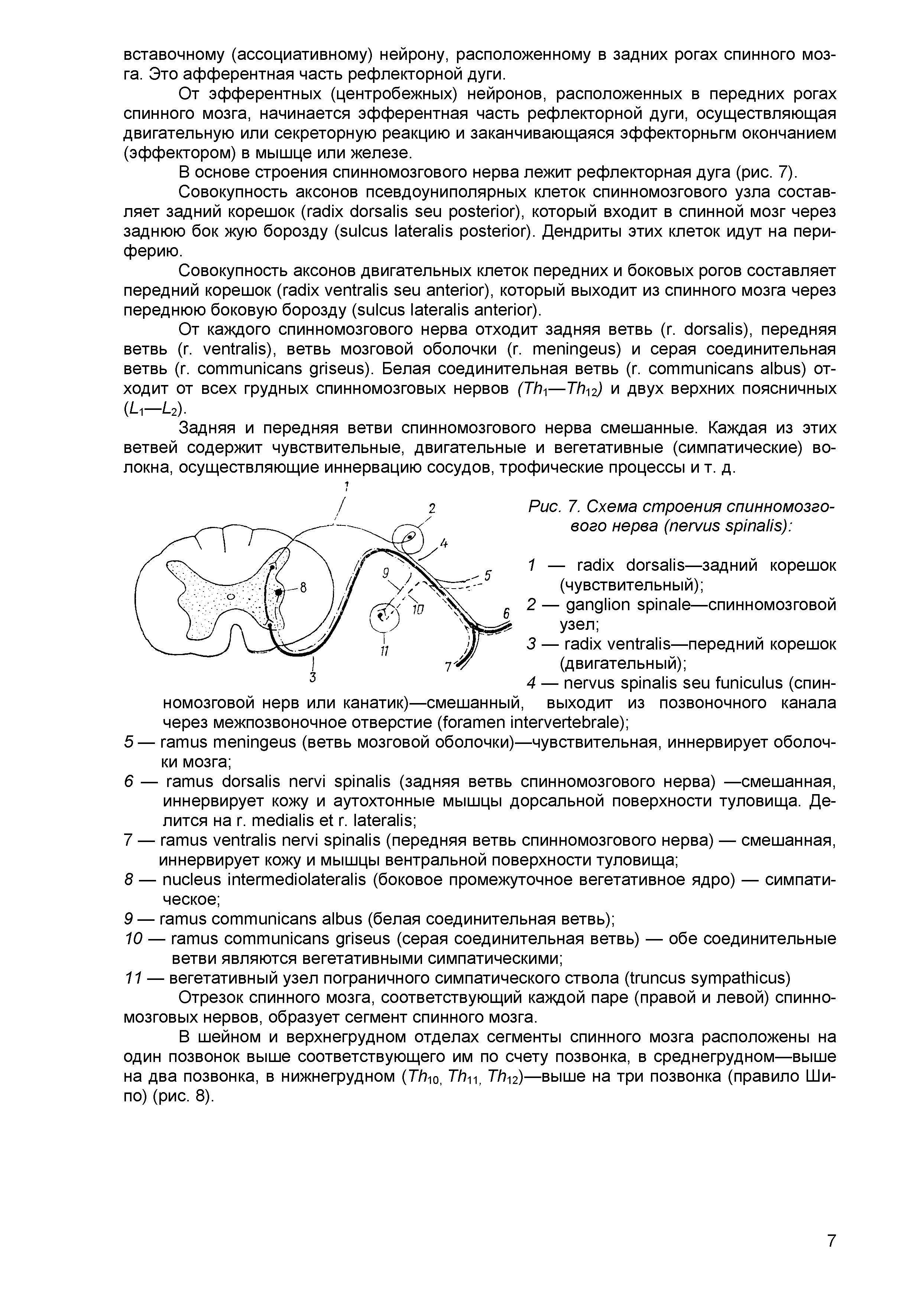 Рис. 7. Схема строения спинномозгового нерва ( ) ...