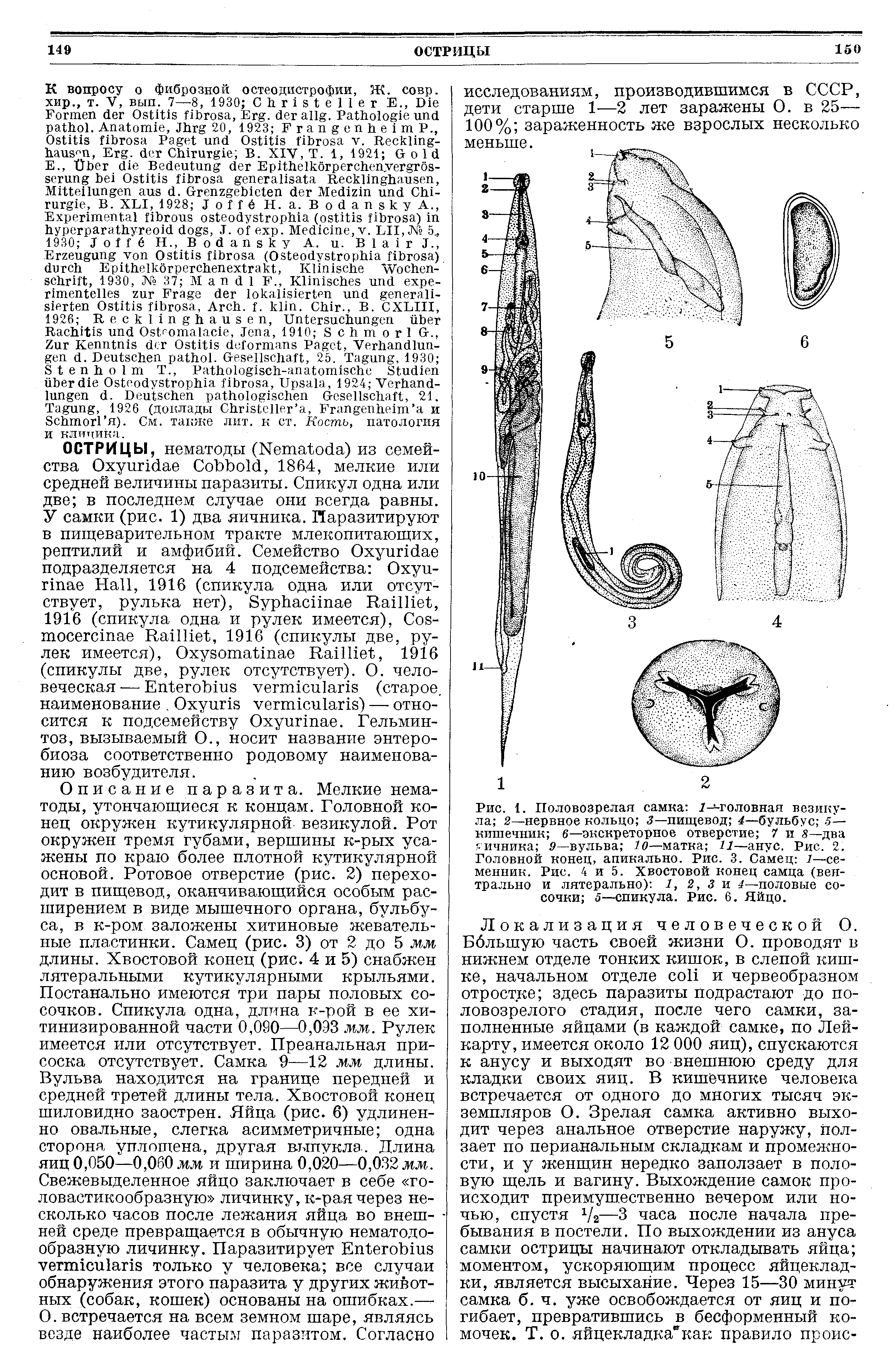 Рис. 1. Половозрелая самка 7—головная везикула 2—нервное кольцо 3—пищевод 4—бульбус . 5— кишечник 6—экскреторное отверстие 7 и 8—два г-ичника 9— вульва 10—матка 11—анус. Рис. 2. Головной конец, апикально. Рис. 3. Самец 1—семенник. Рис. 4 и 5. Хвостовой конец самца (вентрально и лятерально) 1, 2, 3 и 4—половые сосочки 5—спикула. Рис. 6. Яйцо.