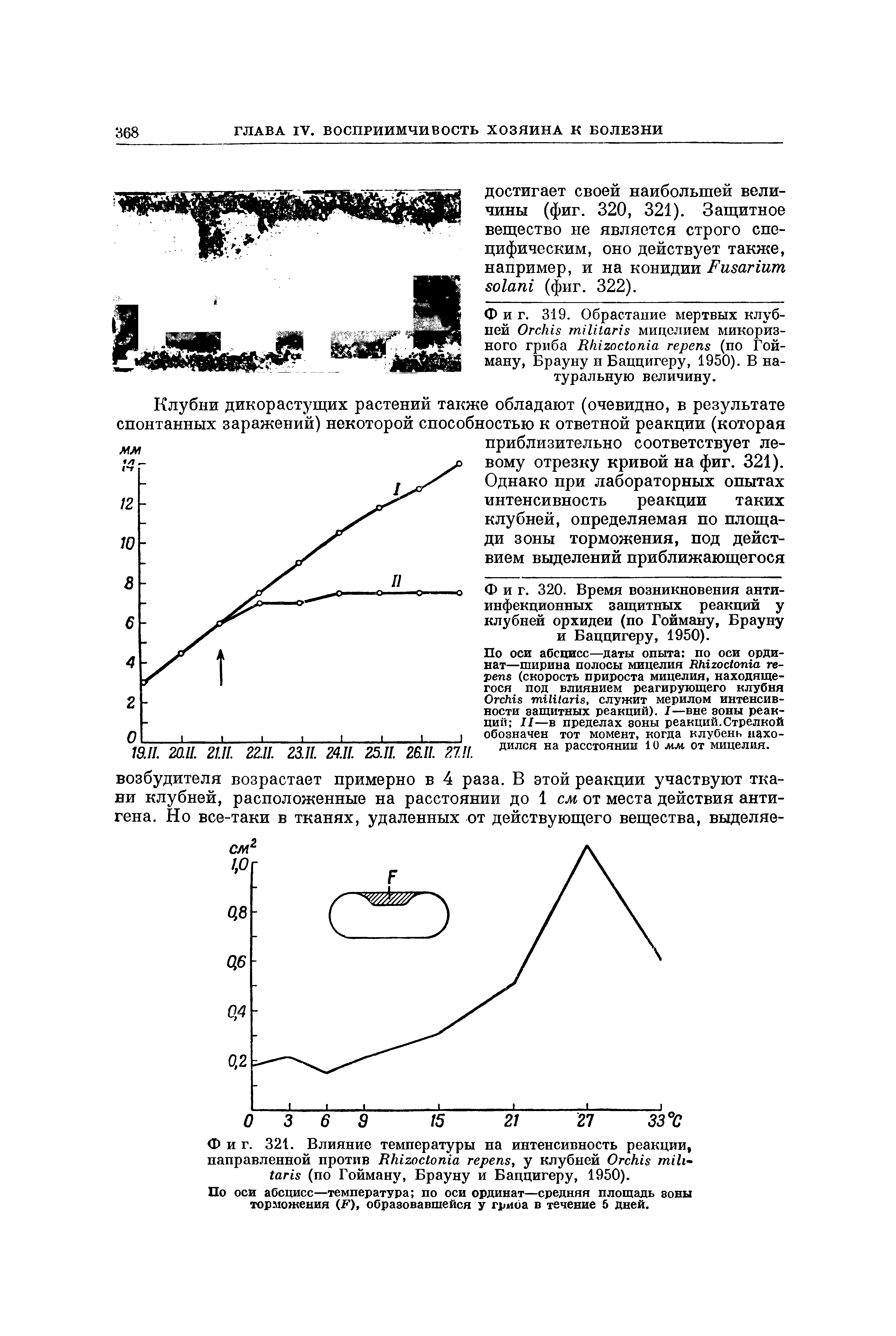 Фиг. 319. Обрастание мертвых клубней O мицелием микоризного гриба R (по Гой-ману, Брауну и Баццигеру, 1950). В натуральную величину.