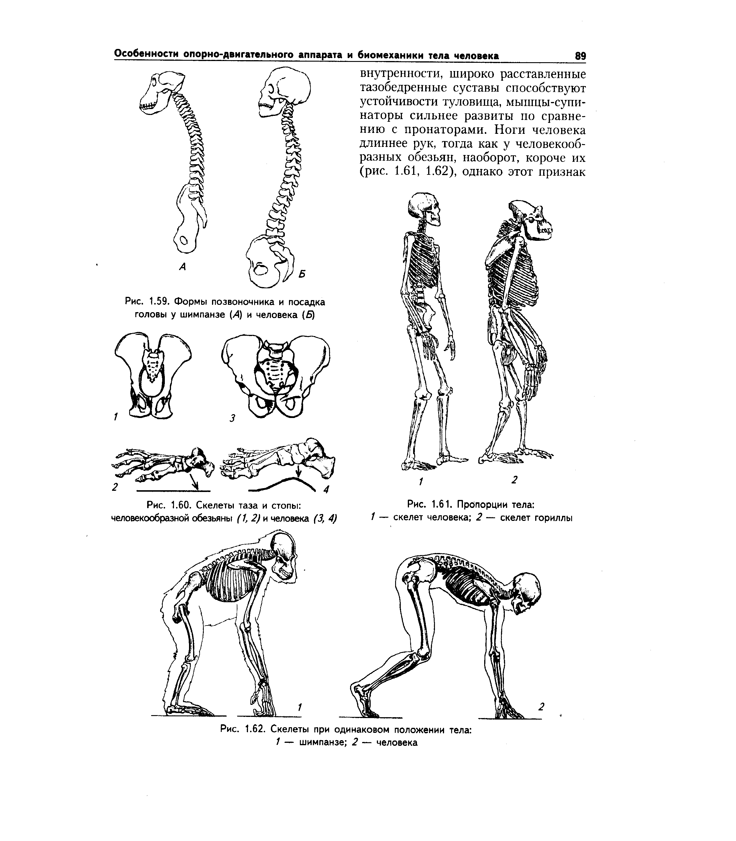 Рис. 1.60. Скелеты таза и стопы человекообразной обезьяны (1, 2) и человека (3, 4)...