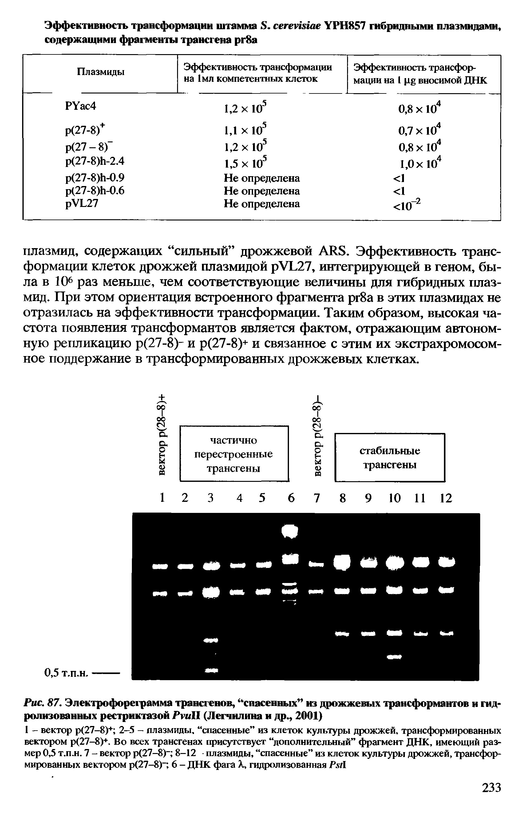 Рис. 87. Электрофореграмма трансгенов, спасенных из дрожжевых трансформантов и гидролизованных рестриктазой РгиП (Легчилина и др., 2001)...