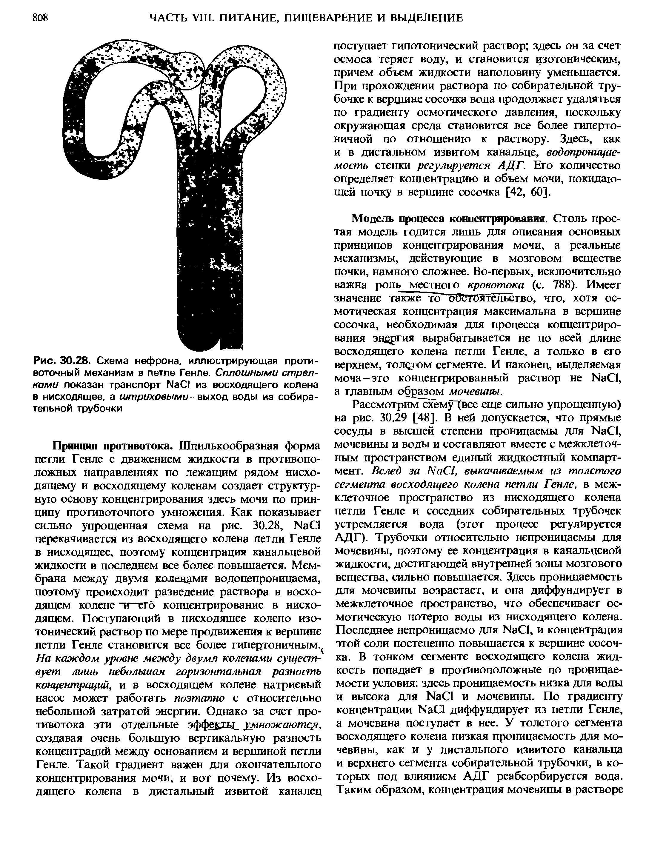 Рис. 30.28. Схема нефрона, иллюстрирующая противоточный механизм в петле Генле. Сплошными стрелками показан транспорт №С1 из восходящего колена в нисходящее, а штриховыми-выход воды из собирательной трубочки...