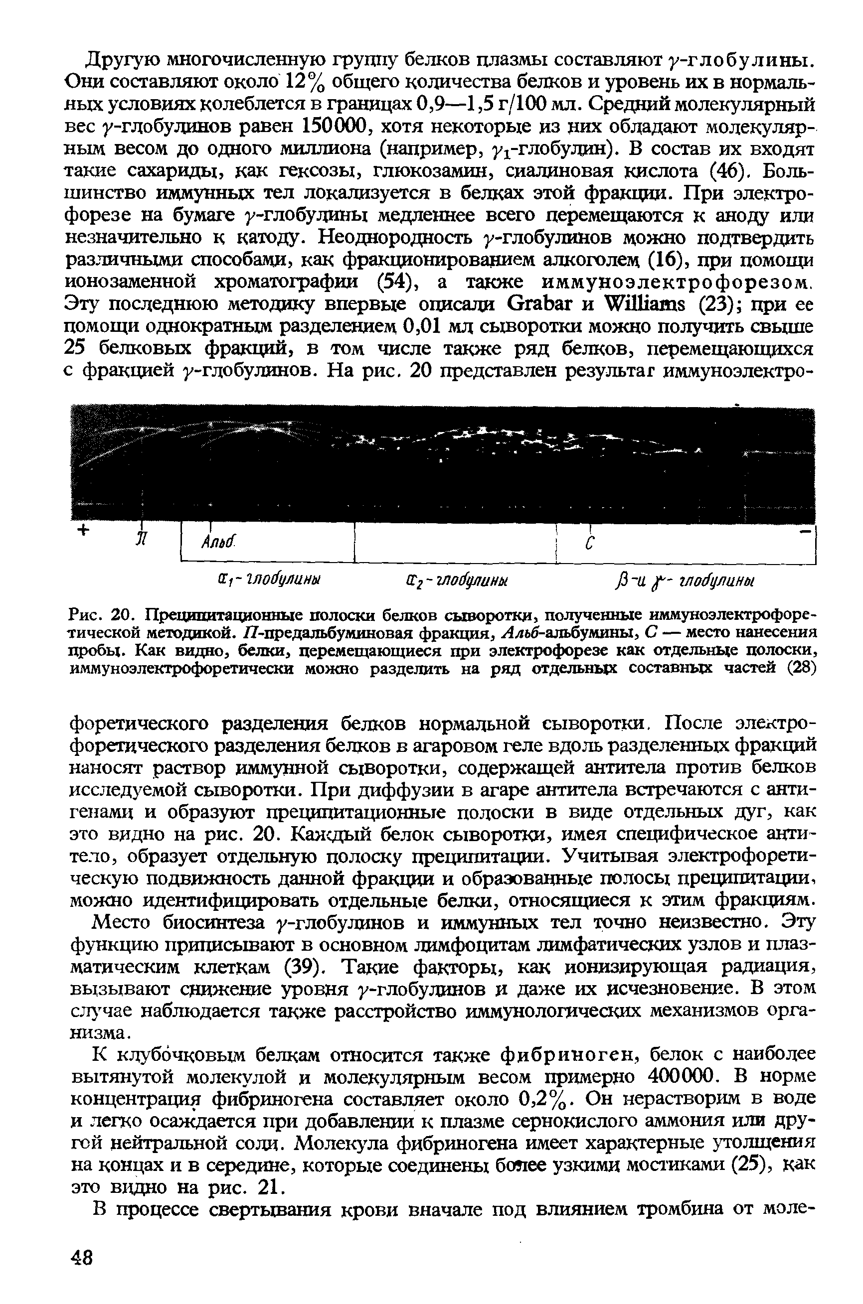 Рис. 20. Преципитационные полоски белков сыворотки, полученные иммуноэлектрофоре- гической методикой. 77-предальбуминовая фракция, Лльб-альбумины, С — место нанесения пробы. Как видно, белки, перемещающиеся при электрофорезе как отдельные полоски, иммуноэлектрофоретически можно разделить на ряд отдельных составных частей (28)...