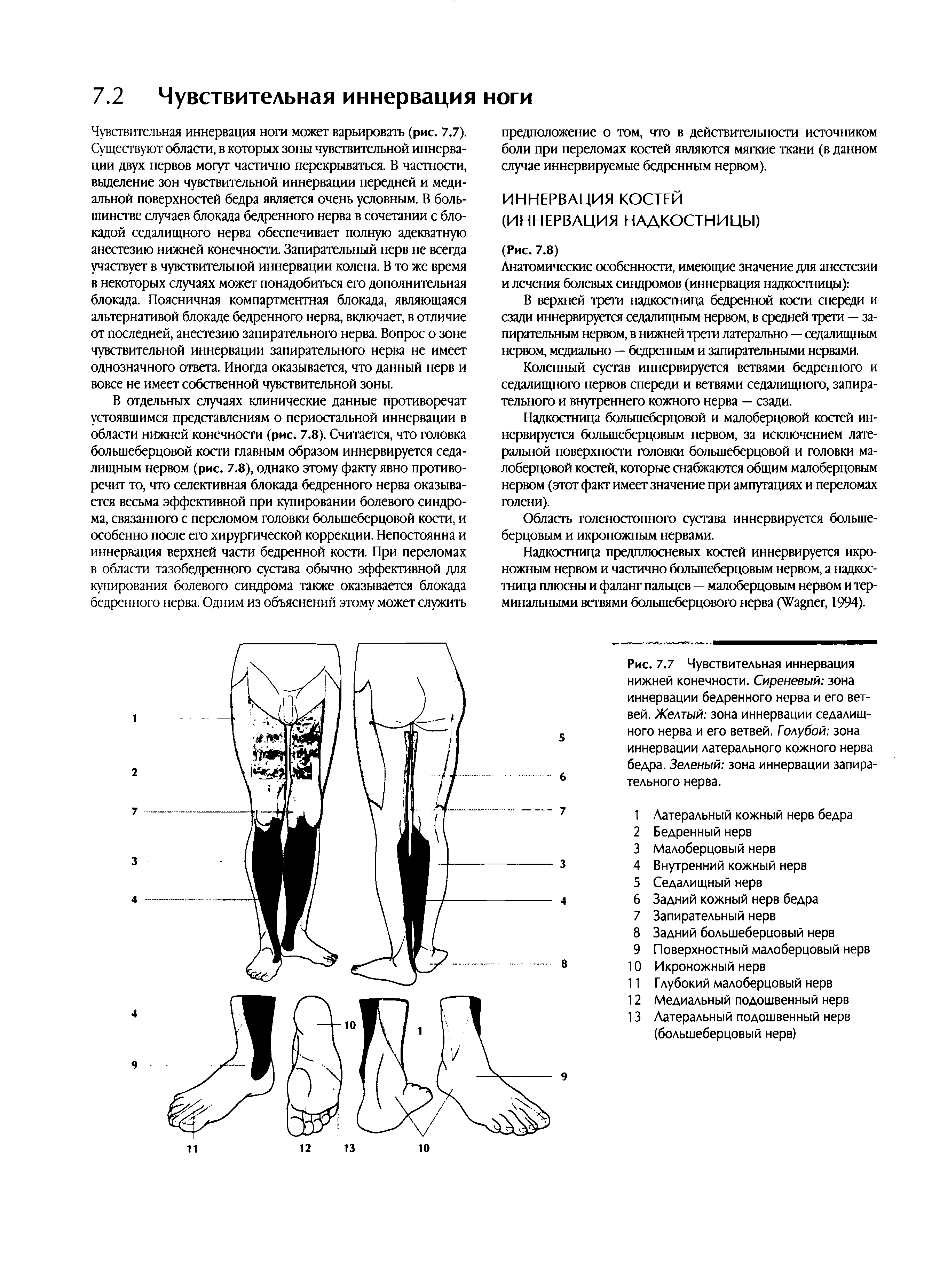 Рис. 1.7 Чувствительная иннервация нижней конечности. Сиреневый зона иннервации бедренного нерва и его ветвей. Желтый зона иннервации седалищного нерва и его ветвей. Голубой зона иннервации латерального кожного нерва бедра. Зеленый зона иннервации запирательного нерва.