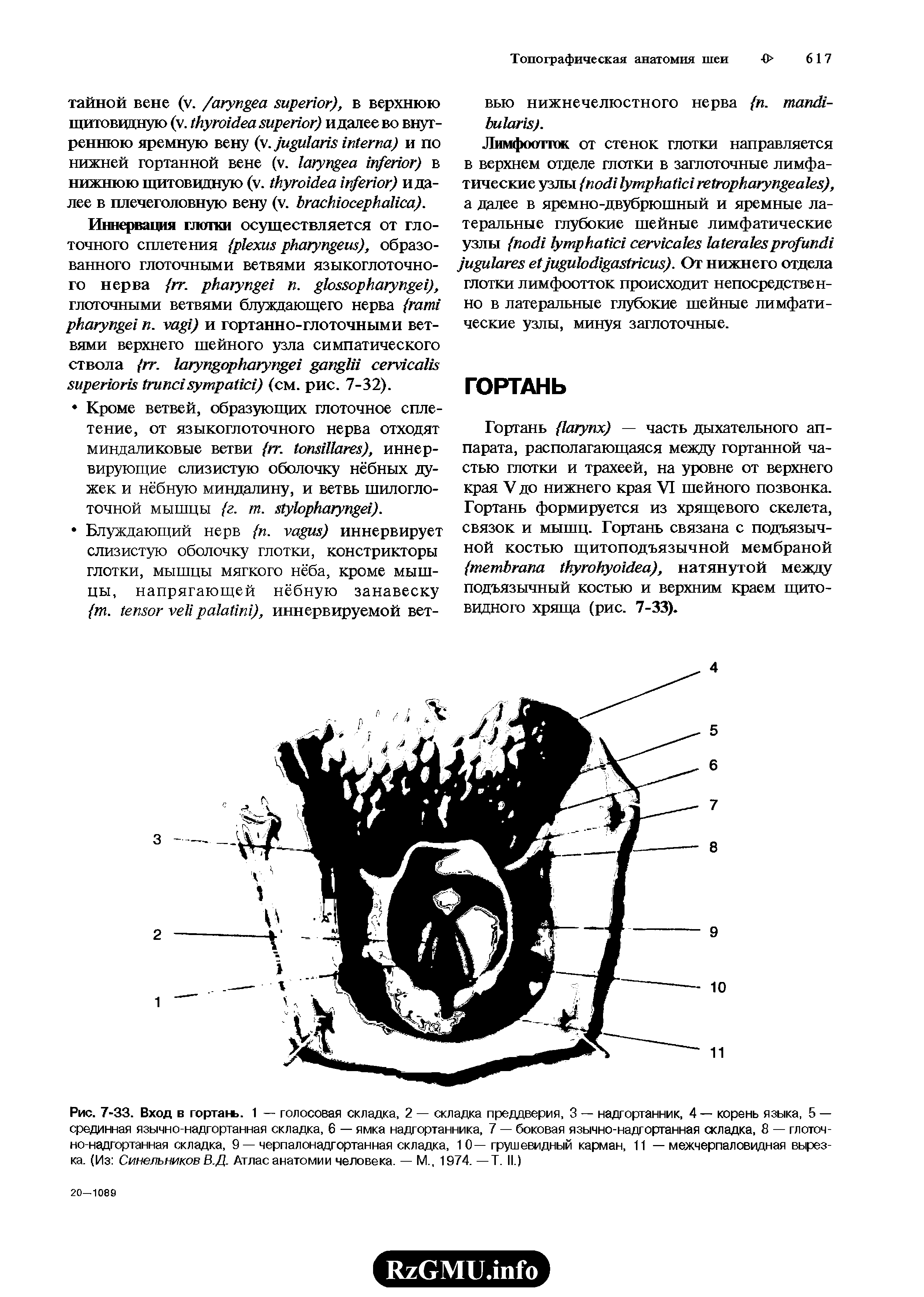 Рис. 7-33. Вход в гортань. 1 — голосовая складка, 2 — складка преддверия, 3 — надгортанник, 4 — корень языка, 5 — срединная язычно-надгортанная складка, 6 — ямка надгортанника, 7 — боковая язычно-надгортанная складка, 8 — глоточно-надгортанная складка, 9 — черпалонадгортанная складка, 1 0—грушевидный карман, 11 — межчерпаловидная вырезка. (Из Синельников В.Д. Атлас анатомии человека. — М., 1974. —Т. II.)...