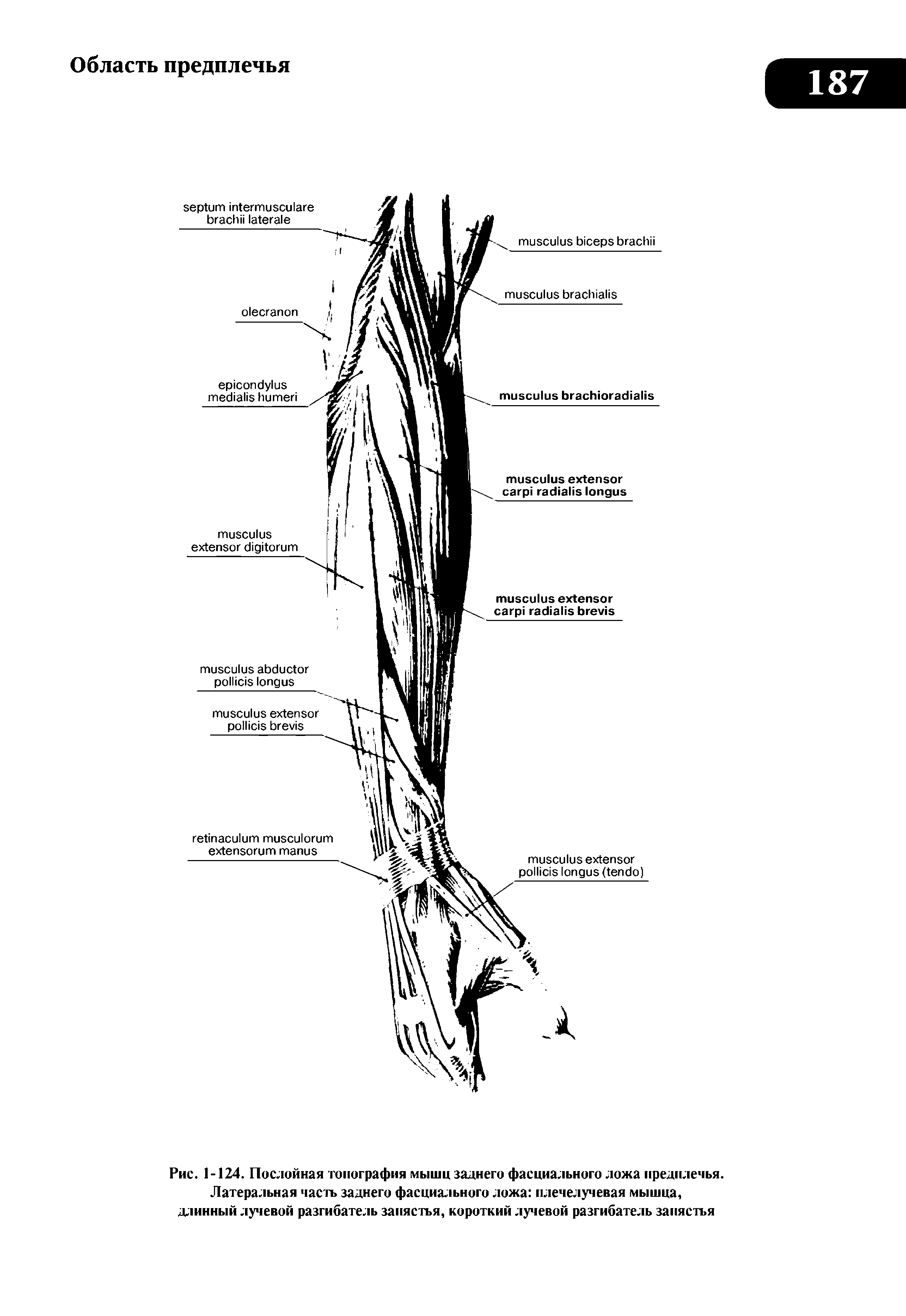 Рис. 1-124. Послойная топография мышц заднего фасциального ложа предплечья. Латеральная часть заднего фасциального ложа плечелучевая мышца, длинный лучевой разгибатель запястья, короткий лучевой разгибатель запястья...