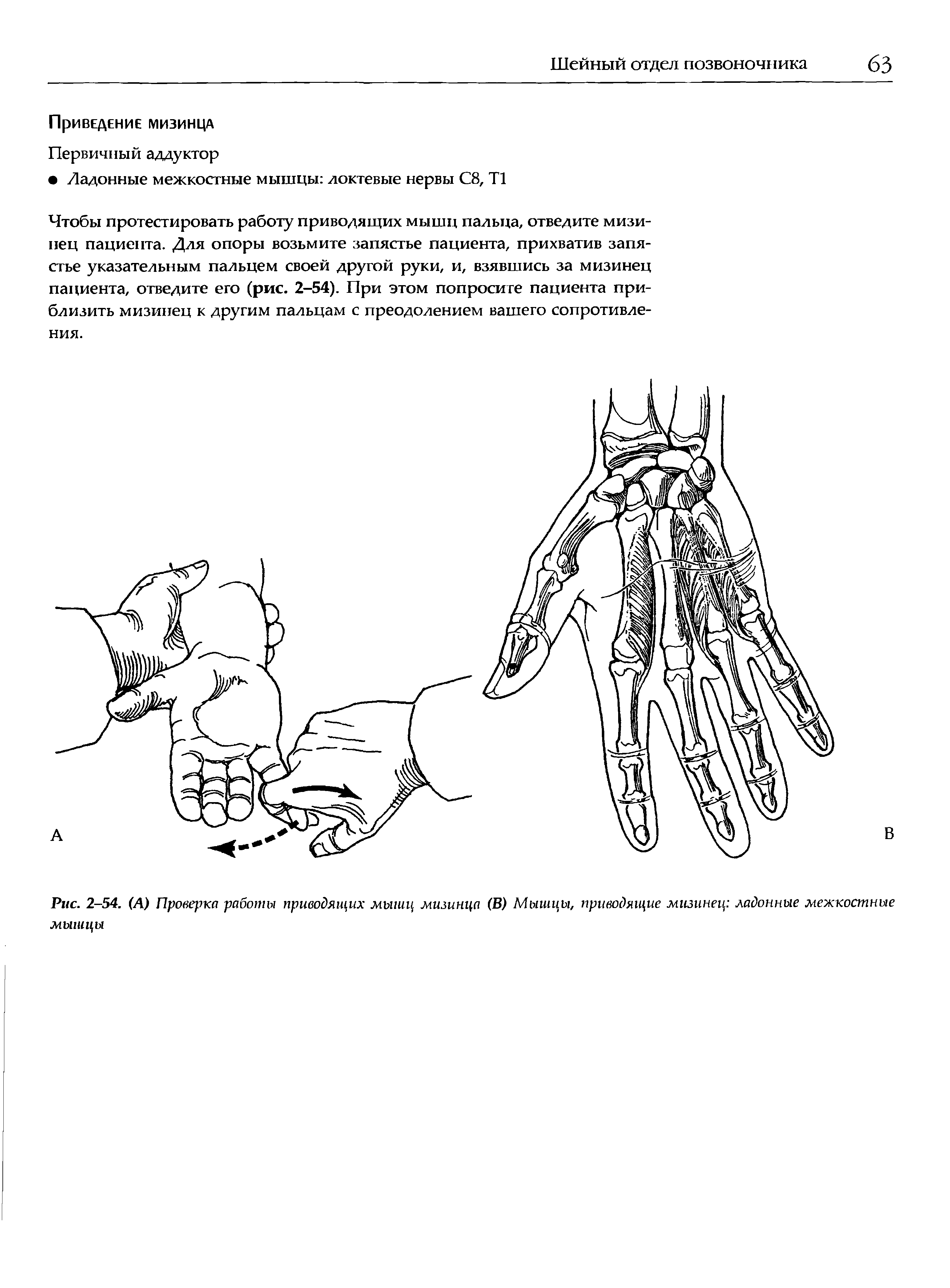Рис. 2-54. (А) Проверка работы приводящих мышц мизинца (В) Мышцы, приводящие мизинец ладонные межкостные мышцы...