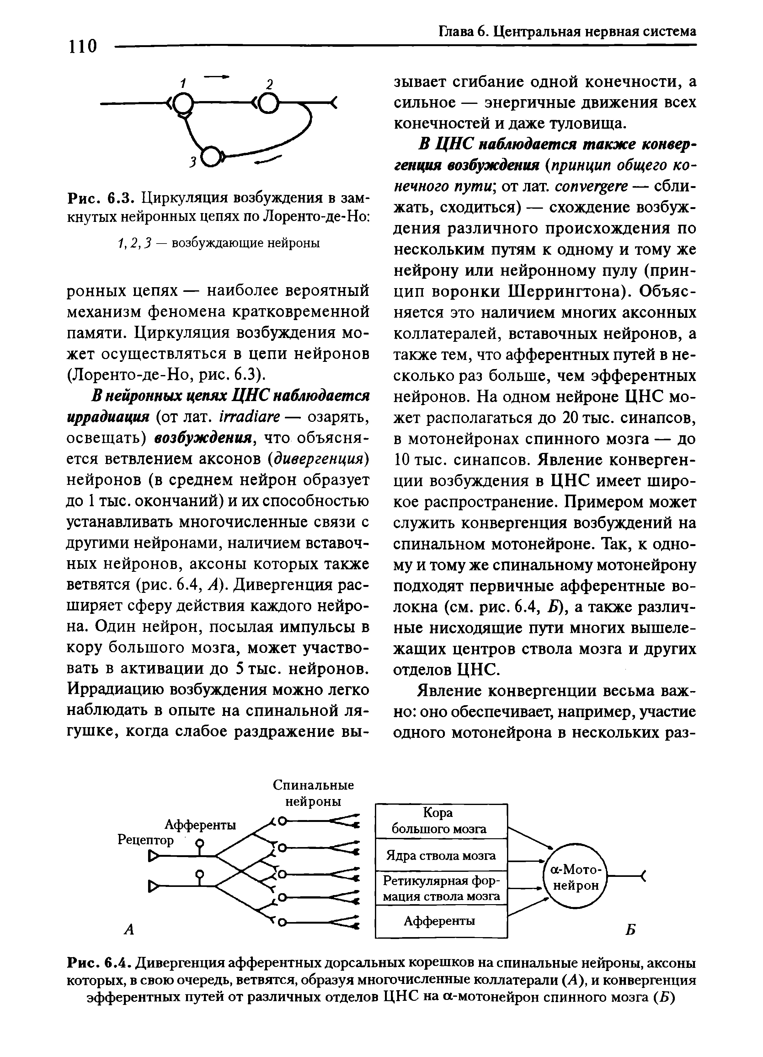 Рис. 6.4. Дивергенция афферентных дорсальных корешков на спинальные нейроны, аксоны которых, в свою очередь, ветвятся, образуя многочисленные коллатерали (Л), и конвергенция эфферентных путей от различных отделов ЦНС на а-мотонейрон спинного мозга (Б)...