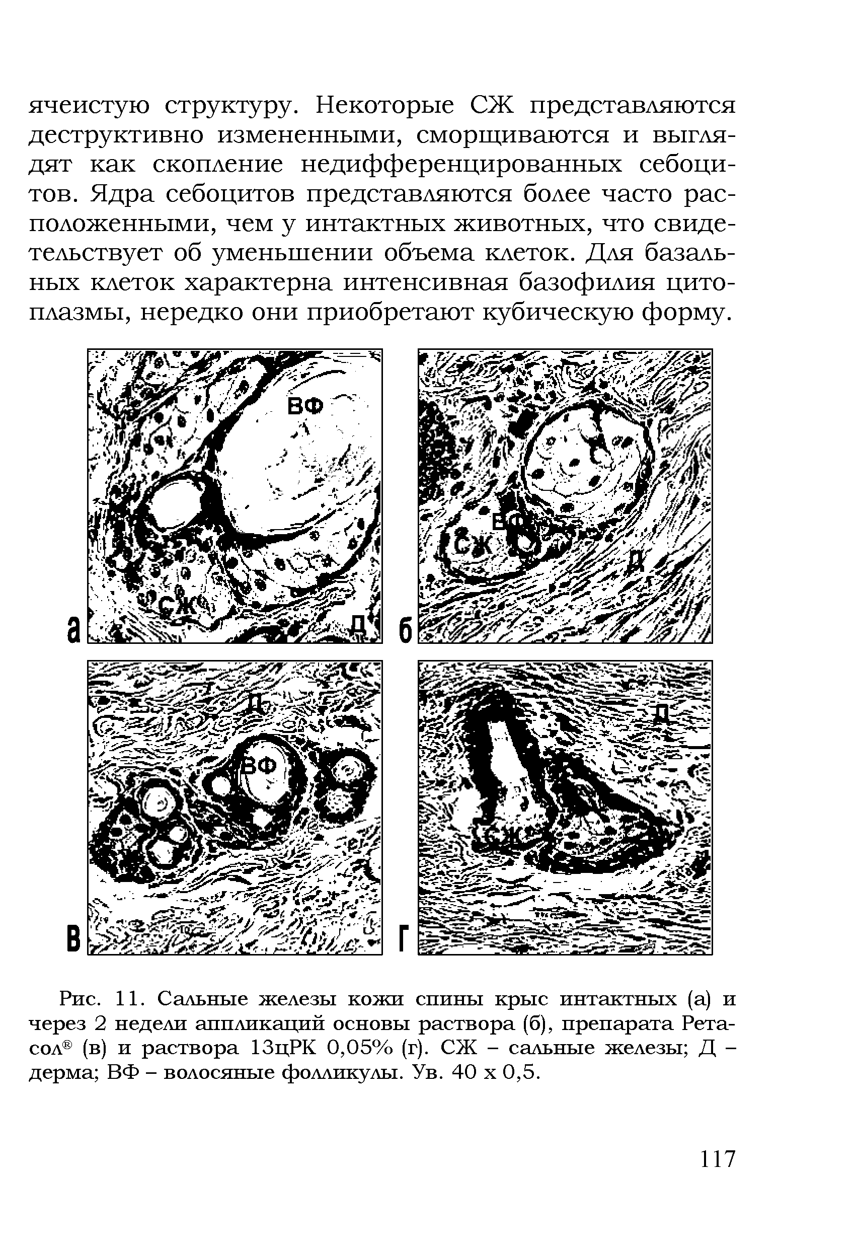 Рис. 11. Сальные железы кожи спины крыс интактных (а) и через 2 недели аппликаций основы раствора (б), препарата Рета-сол (в) и раствора 13цРК 0,05% (г). СЖ - сальные железы Д -дерма ВФ - волосяные фолликулы. Ув. 40 х 0,5.