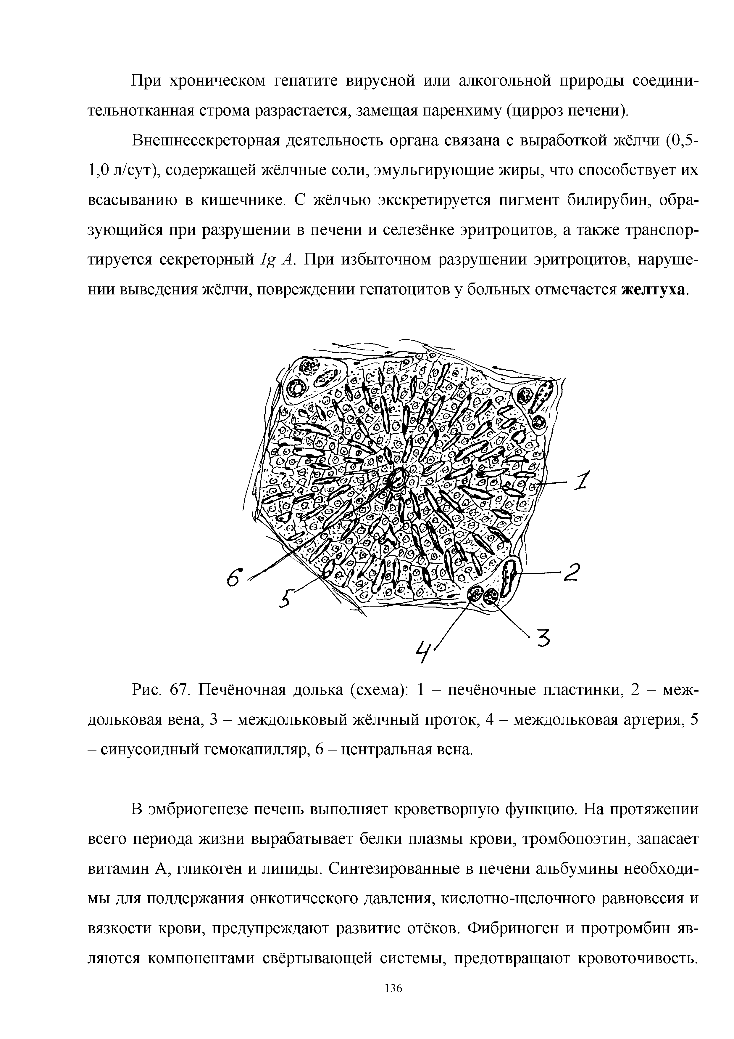 Рис. 67. Печёночная долька (схема) 1 - печёночные пластинки, 2 - междольковая вена, 3 - междольковый жёлчный проток, 4 - междольковая артерия, 5 - синусоидный гемокапилляр, 6 - центральная вена.