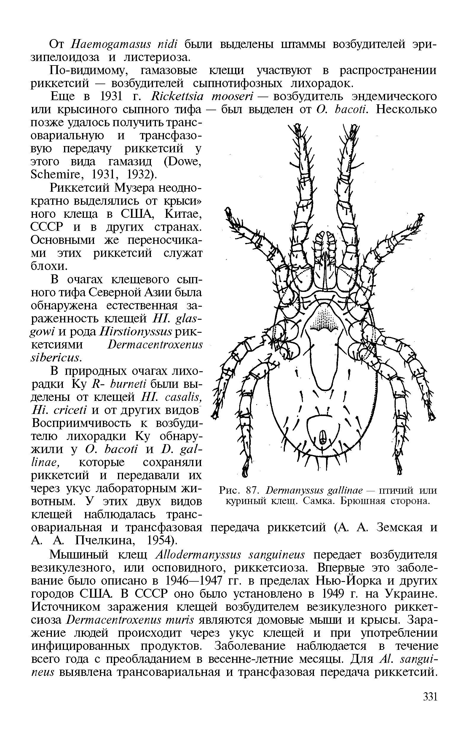 Рис. 87. Г)егтапу88и8 — птичий или куриный клещ. Самка. Брюшная сторона.