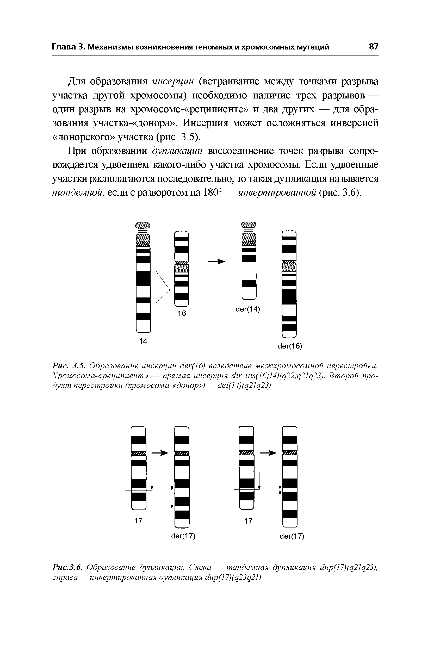 Рис.3.6. Образование дупликации. Слева — тандемная дупликация бир(17) 2 23), справа — инвертированная дупликация (17)( 23 21)...