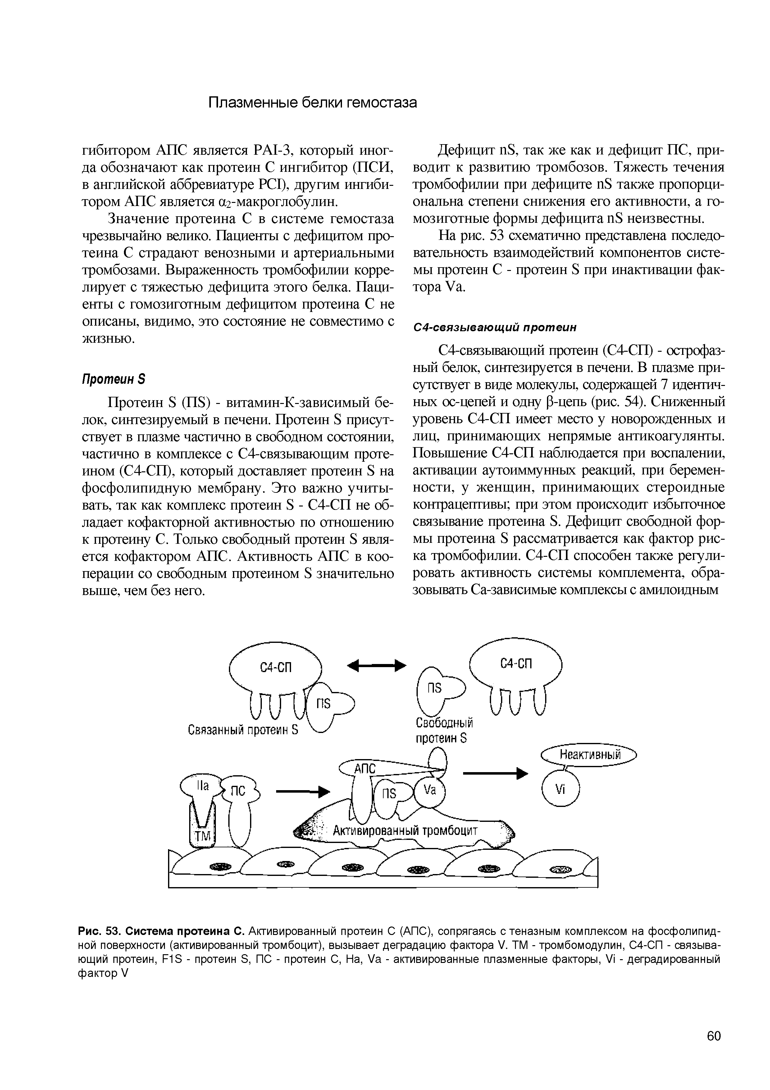 Рис. 53. Система протеина С. Активированный протеин С (АПС), сопрягаясь стеназным комплексом на фосфолипидной поверхности (активированный тромбоцит), вызывает деградацию фактора V. ТМ - тромбомодулин, С4-СП - связывающий протеин, F1S - протеин S, ПС - протеин С, На, V - активированные плазменные факторы, V - деградированный фактор V...