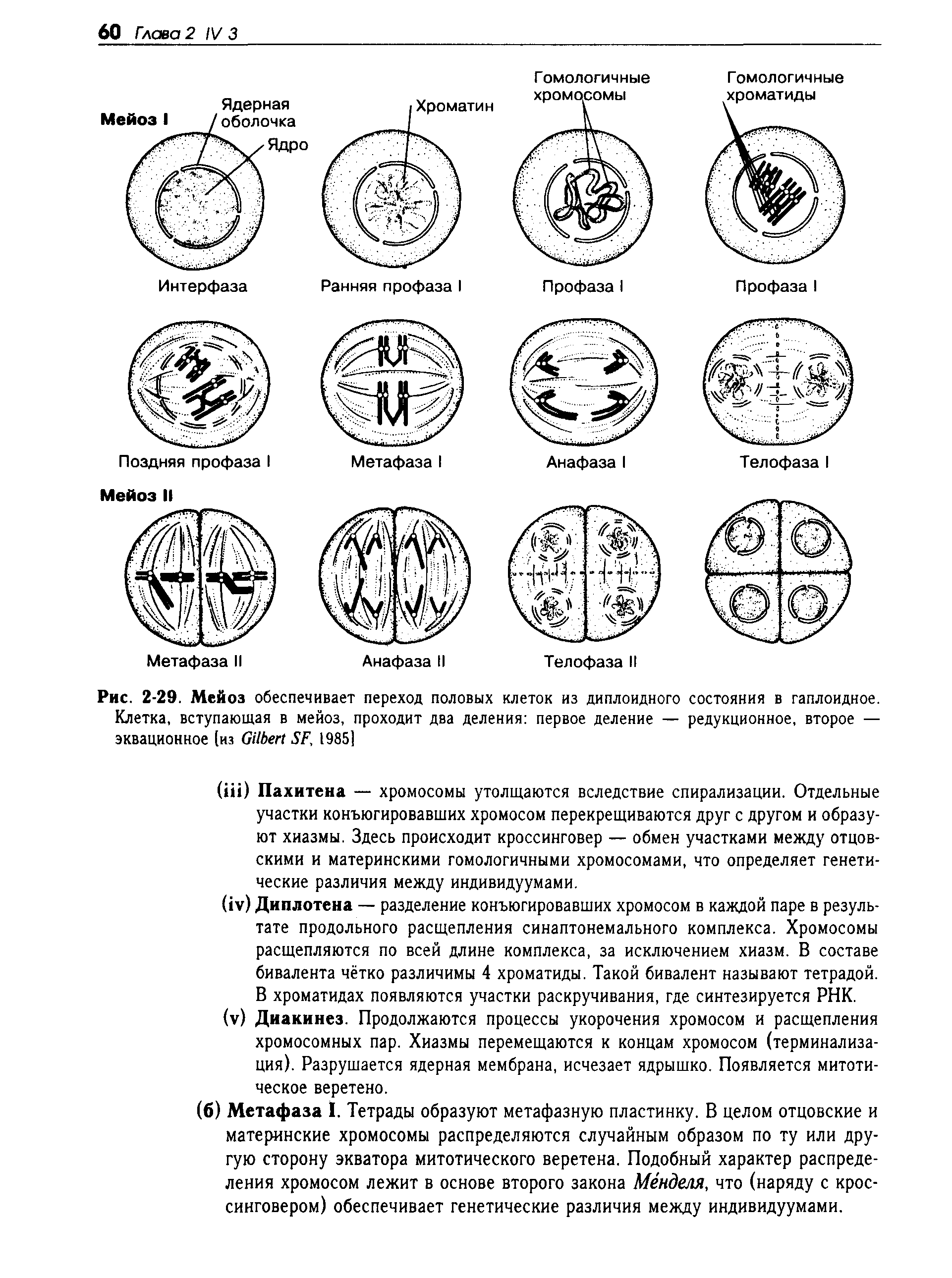 Рис. 2-29. Мейоз обеспечивает переход половых клеток из диплоидного состояния в гаплоидное. Клетка, вступающая в мейоз, проходит два деления первое деление — редукционное, второе — эквационное (из G SF, 1985]...