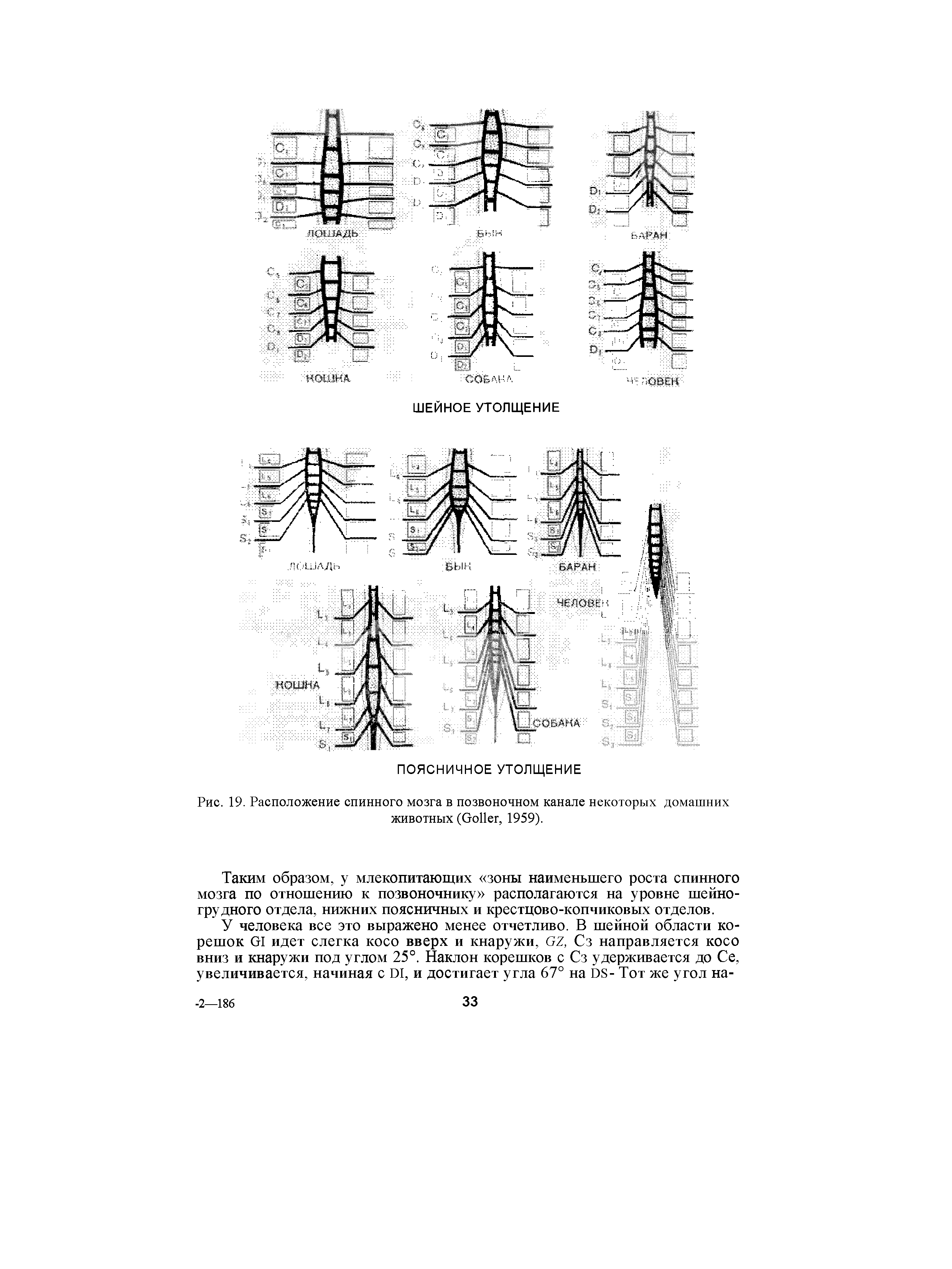 Рис. 19. Расположение спинного мозга в позвоночном канале некоторых домашних животных (G , 1959).