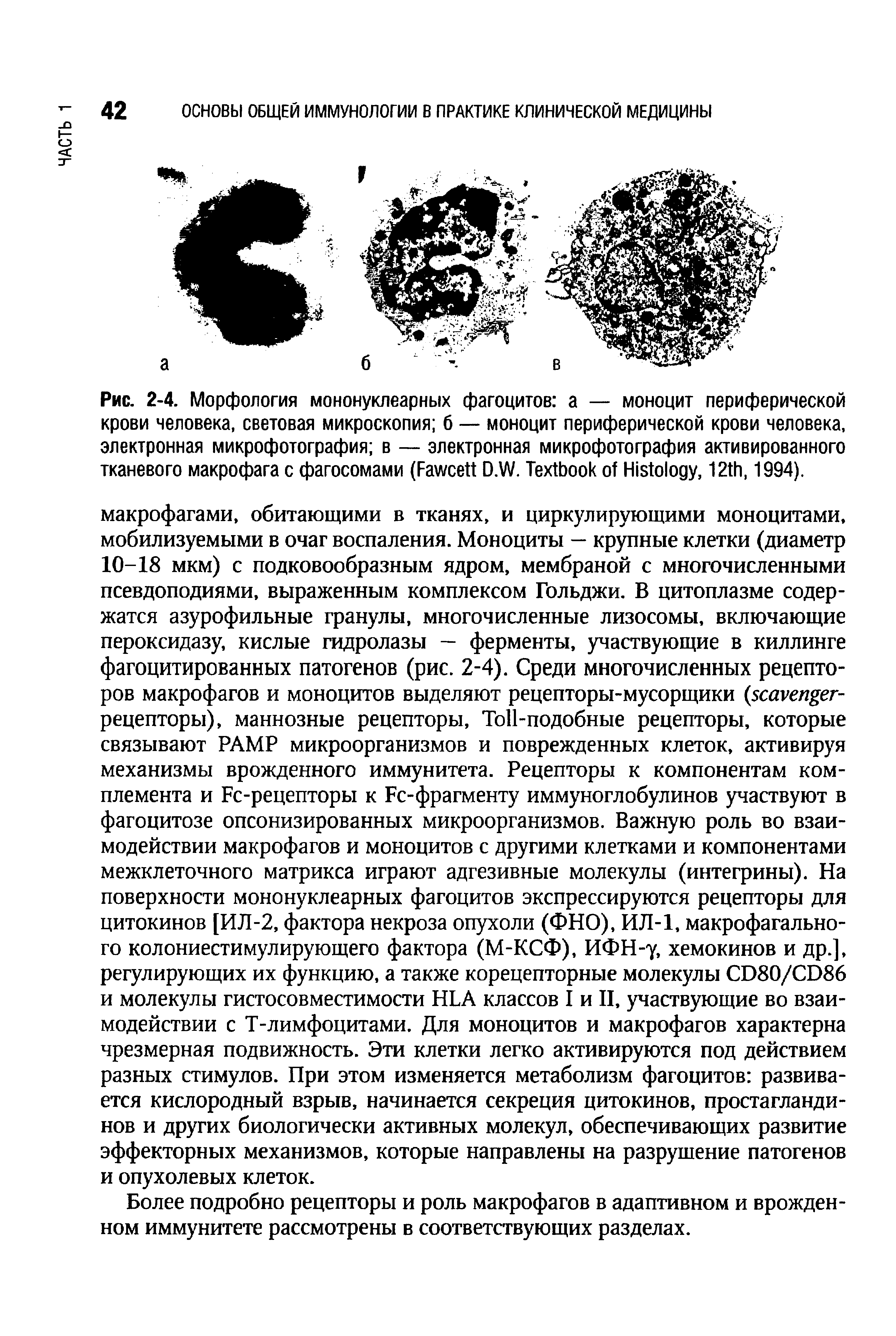 Рис. 2-4. Морфология мононуклеарных фагоцитов а — моноцит периферической крови человека, световая микроскопия б — моноцит периферической крови человека, электронная микрофотография в — электронная микрофотография активированного тканевого макрофага с фагосомами (F D.W. T H , 12 , 1994).