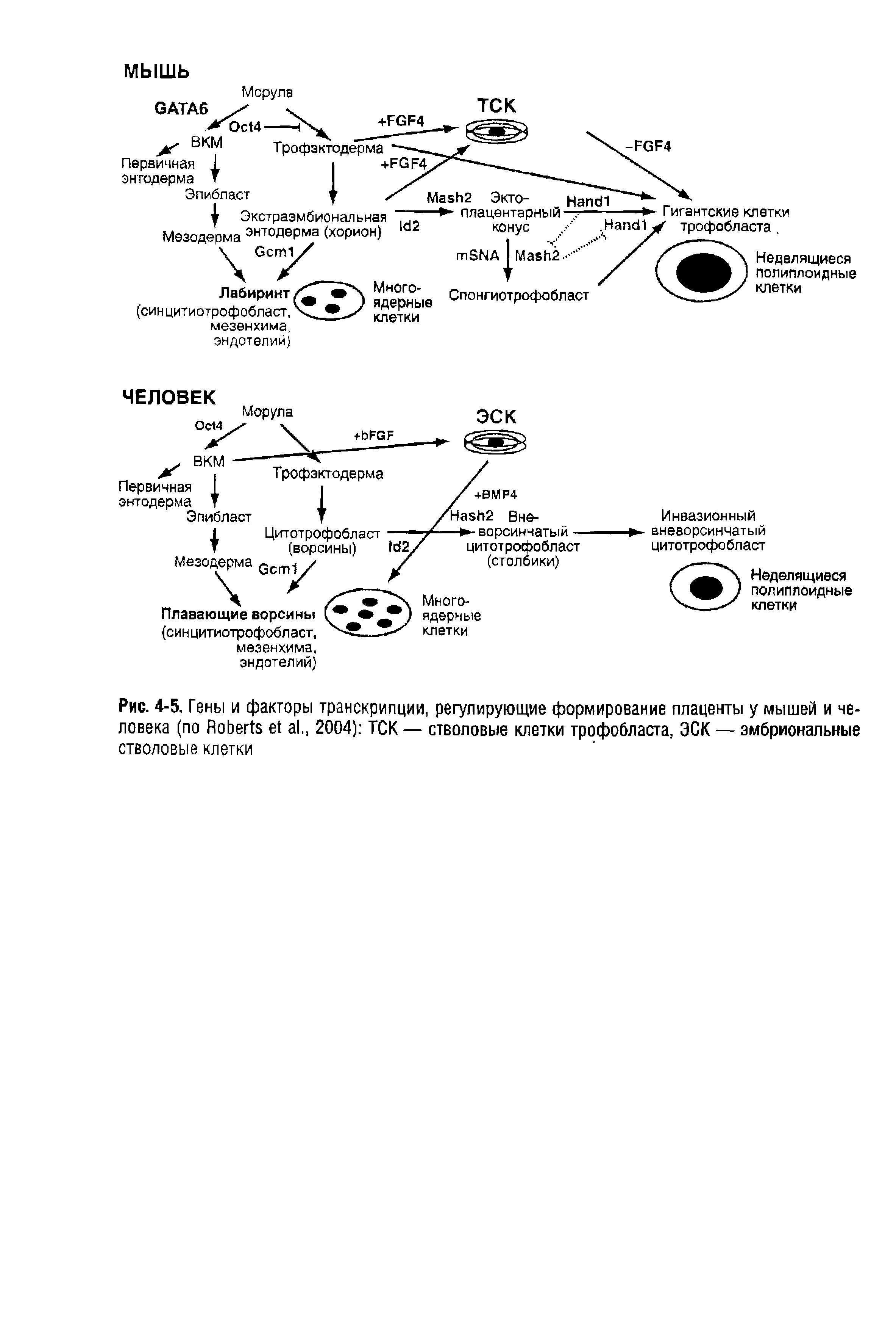 Рис. 4-5. Гены и факторы транскрипции, регулирующие формирование плаценты у мышей и человека (по R ., 2004) ТСК — стволовые клетки трофобласта, ЭСК — эмбриональные стволовые клетки...