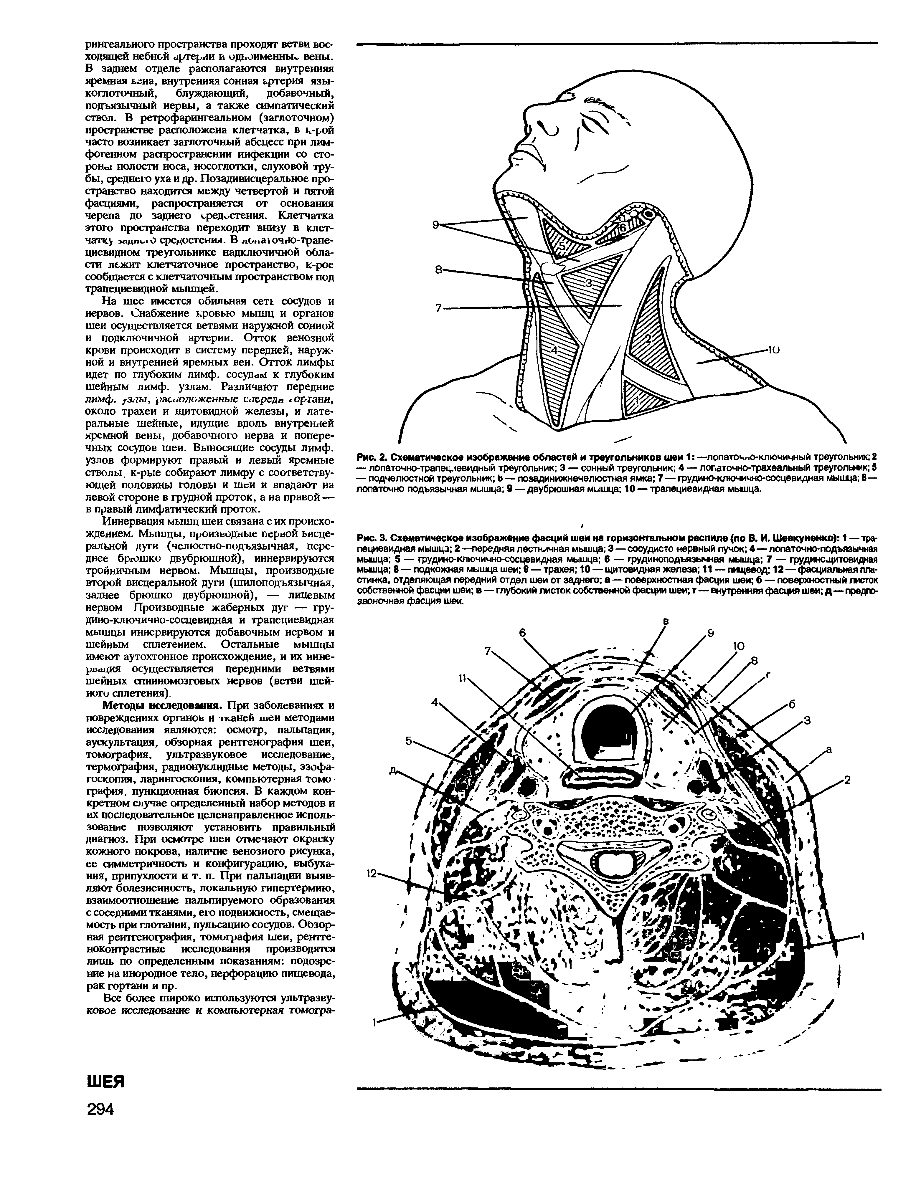 Рис. 2. Схематическое изображение областей и треугольников шеи 1 —лопаточно-ключичный треугольник 2...