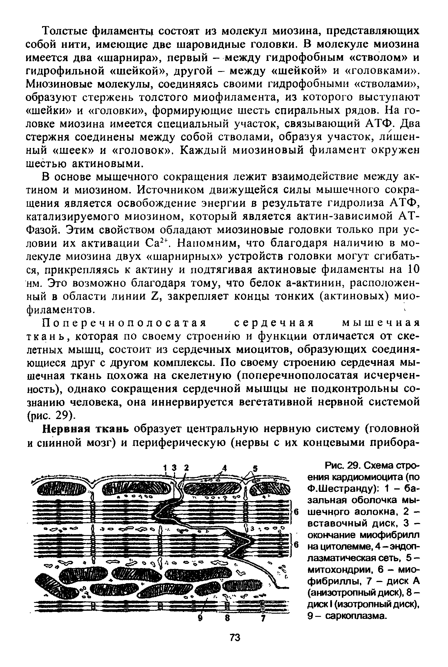 Рис. 29. Схема строения кардиомиоцита (по Ф.Шестранду) 1 - базальная оболочка мышечного аолокна, 2 -вставочный диск, 3 -окончание миофибрилл на цитолемме, 4 -эндоплазматическая сеть, 5-митохондрии, 6 - миофибриллы, 7 - диск А (анизотропный диск), 8 -диск I (изотропный диск), 9- саркоплазма.