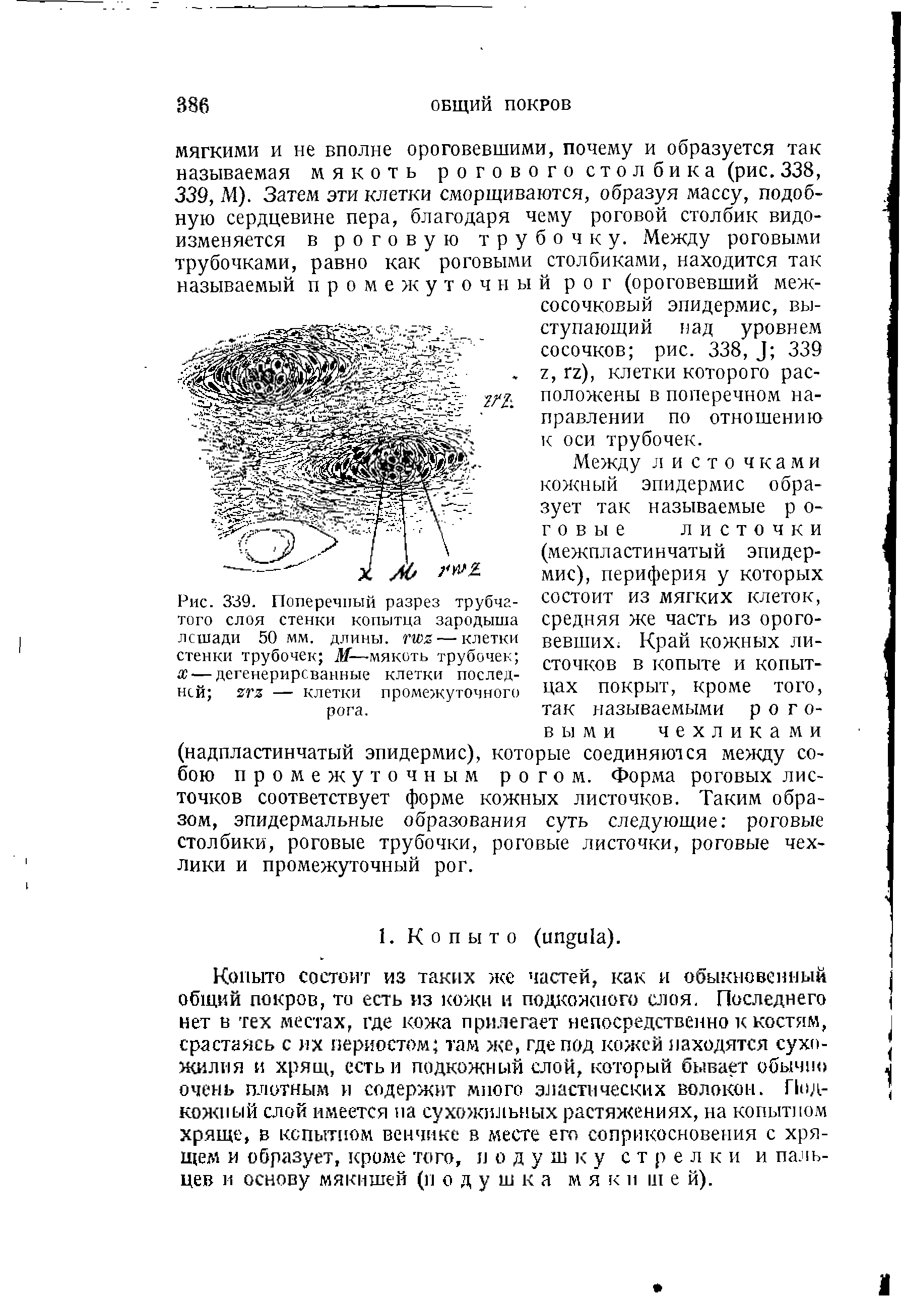 Рис. 339. Поперечный разрез трубчатого слоя стенки копытца зародыша лошади 50 мм. длины, гоя— клетки стенки трубочек И—мякоть трубочек х— дегенерирсванные клетки последней ятя — клетки промежуточного рога.