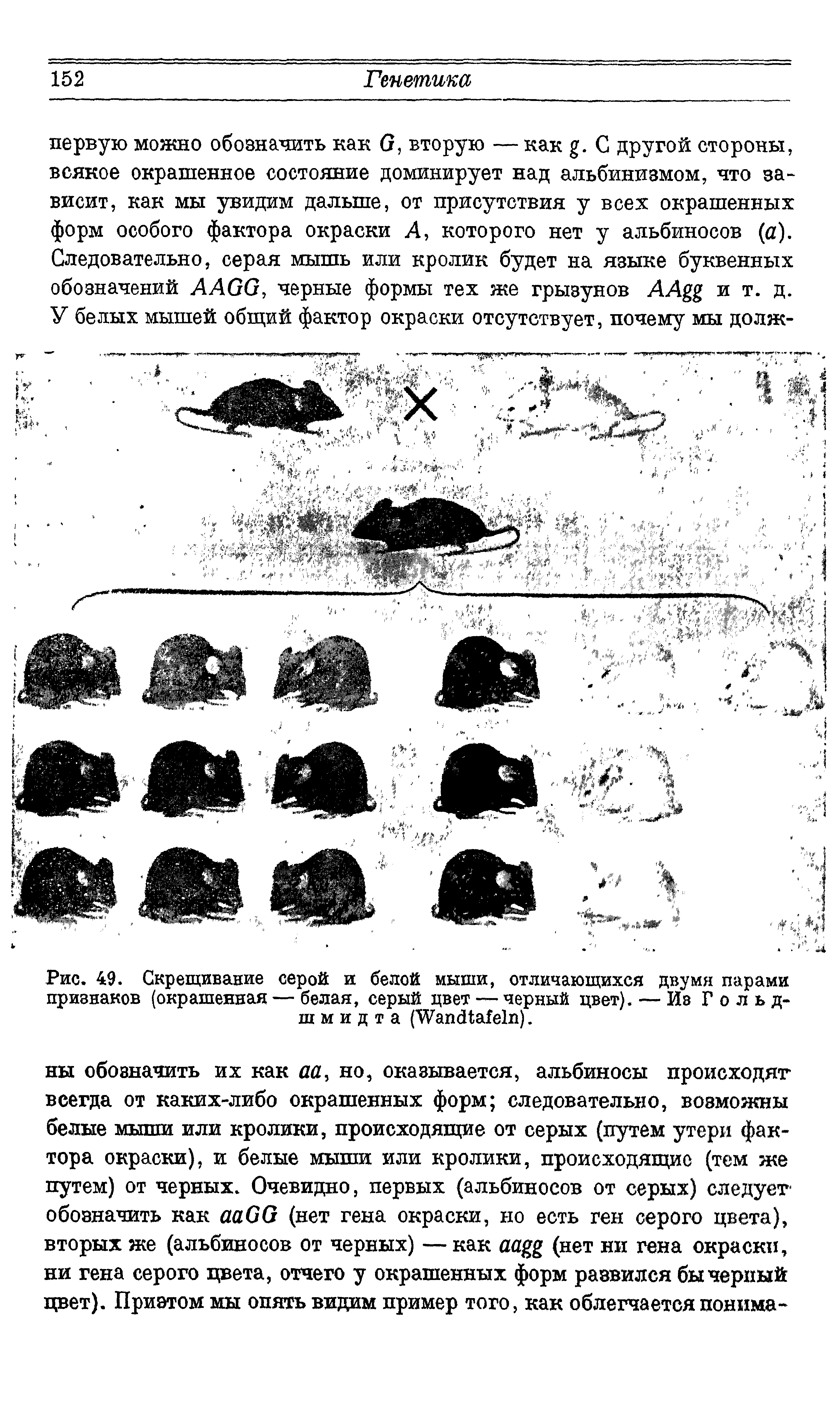 Рис. 49. Скрещивание серой и белой мыши, отличающихся двумя парами признаков (окрашенная — белая, серый цвет — черный цвет). — Ив Гольдшмидта (W ).