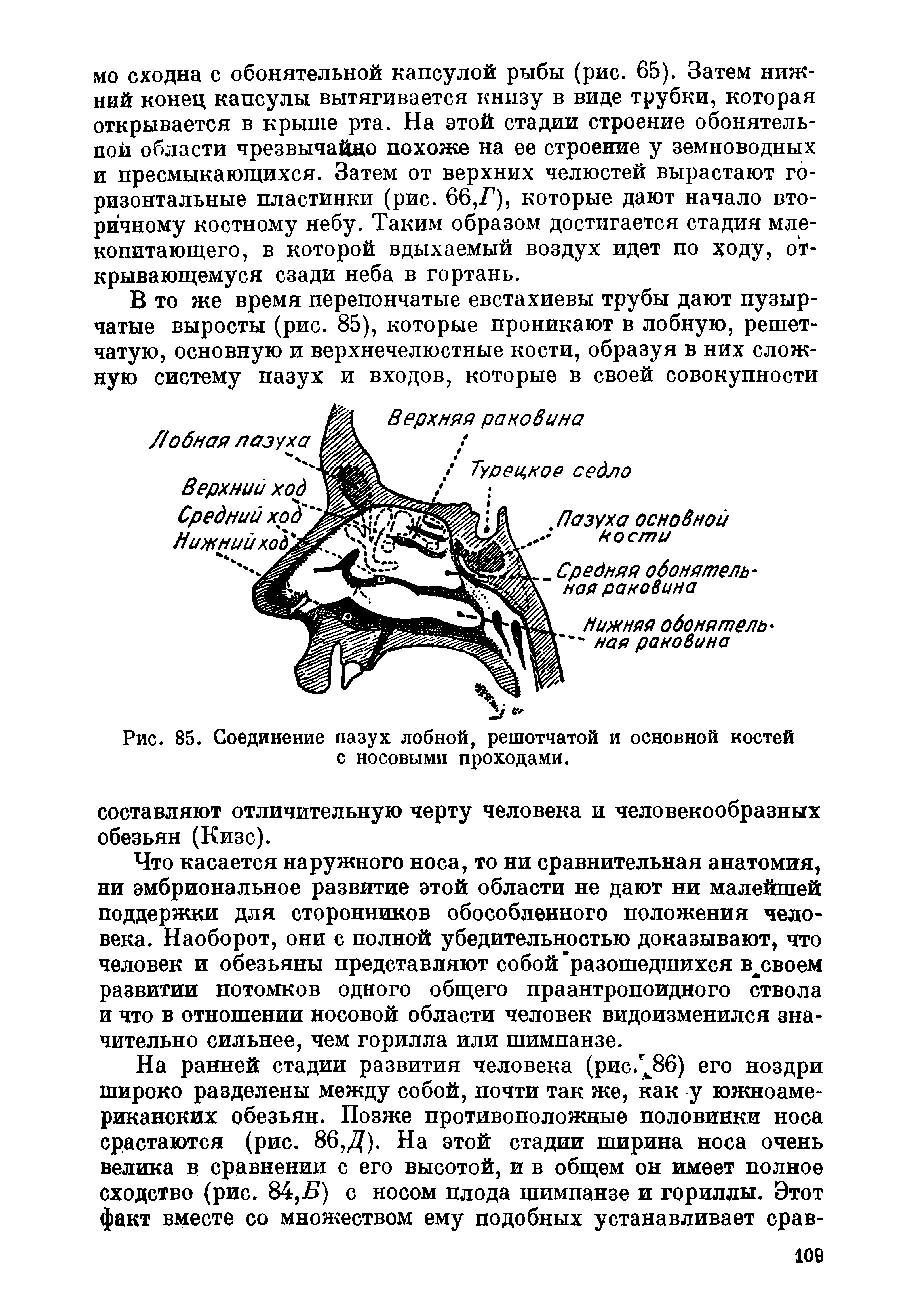 Рис. 85. Соединение пазух лобной, решотчатой и основной костей с носовыми проходами.