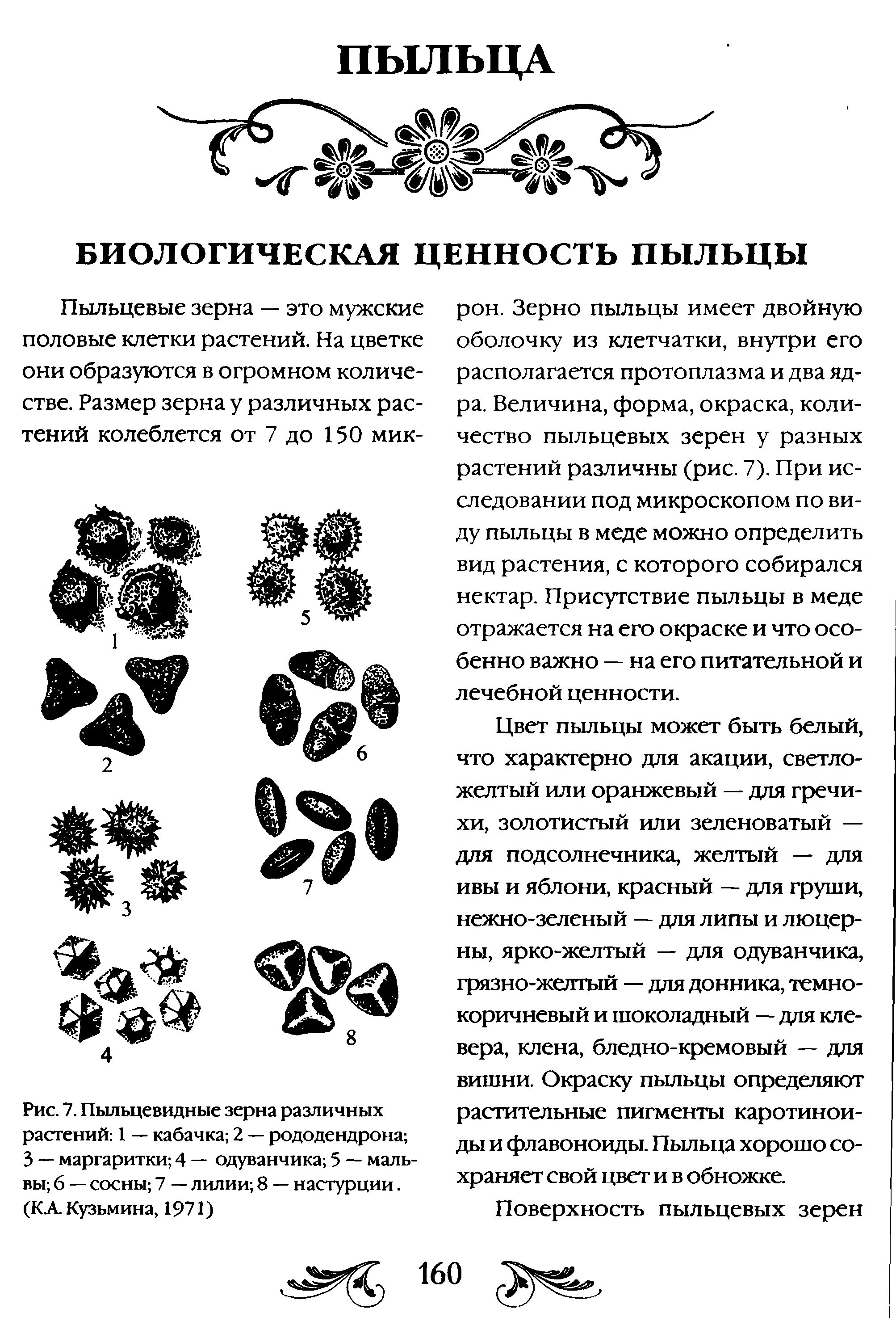 Рис. 7. Пыльцевидные зерна различных растений 1 — кабачка 2 — рододендрона ...