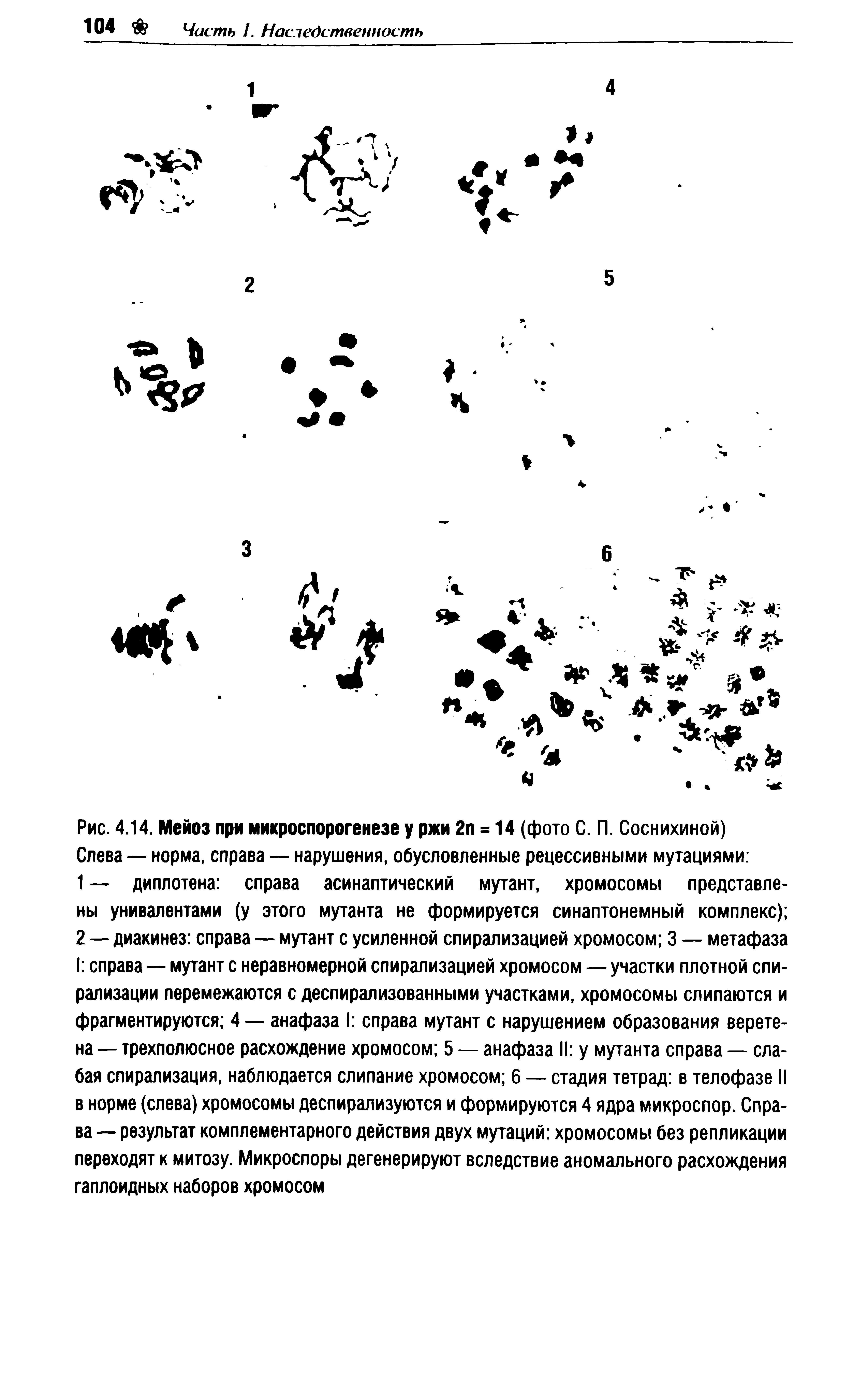 Рис. 4.14. Мейоз при микроспорогенезе у ржи 2п = 14 (фото С. П. Соснихиной) Слева — норма, справа — нарушения, обусловленные рецессивными мутациями ...