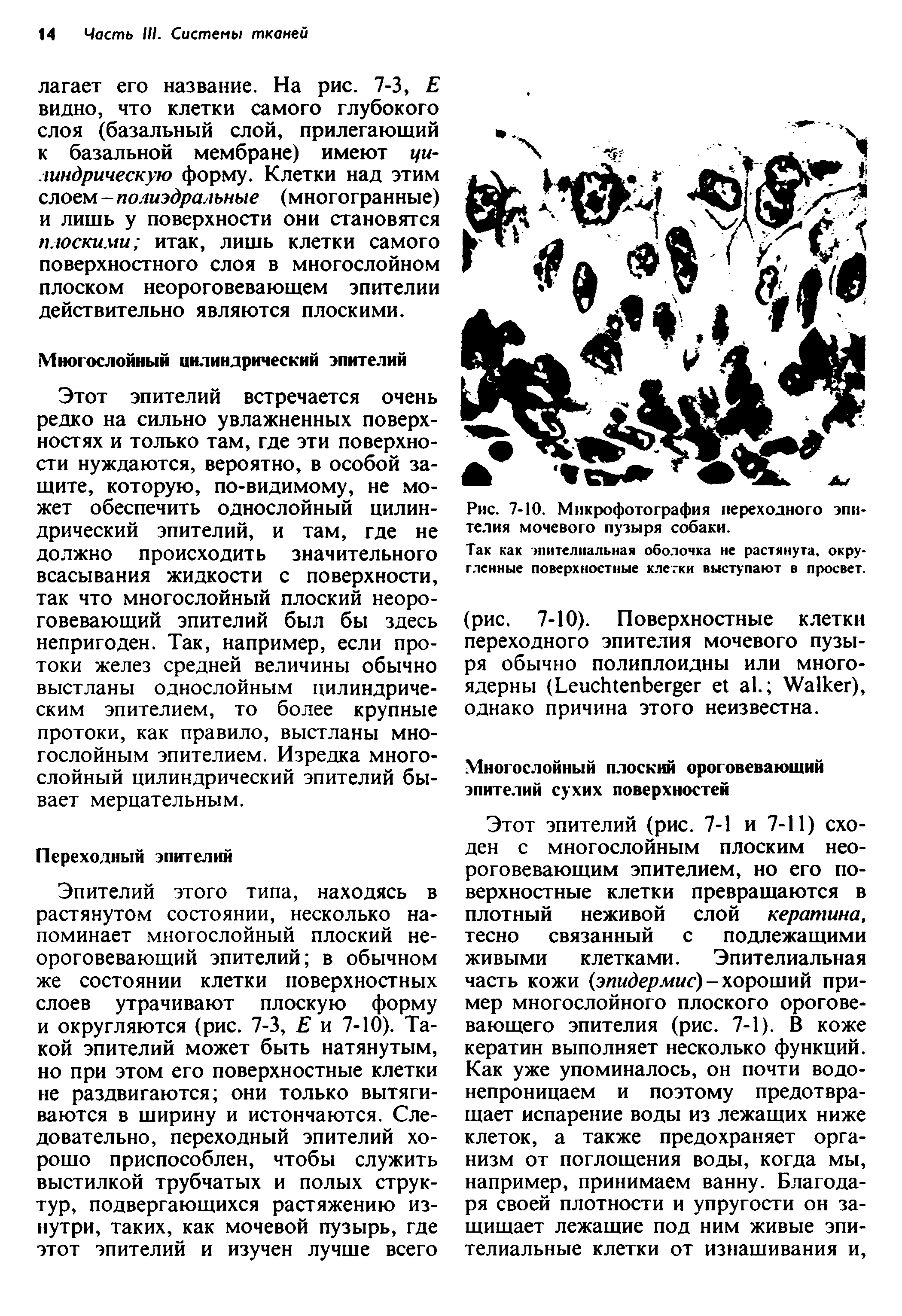 Рис. 7-10. Микрофотография переходного эпителия мочевого пузыря собаки.