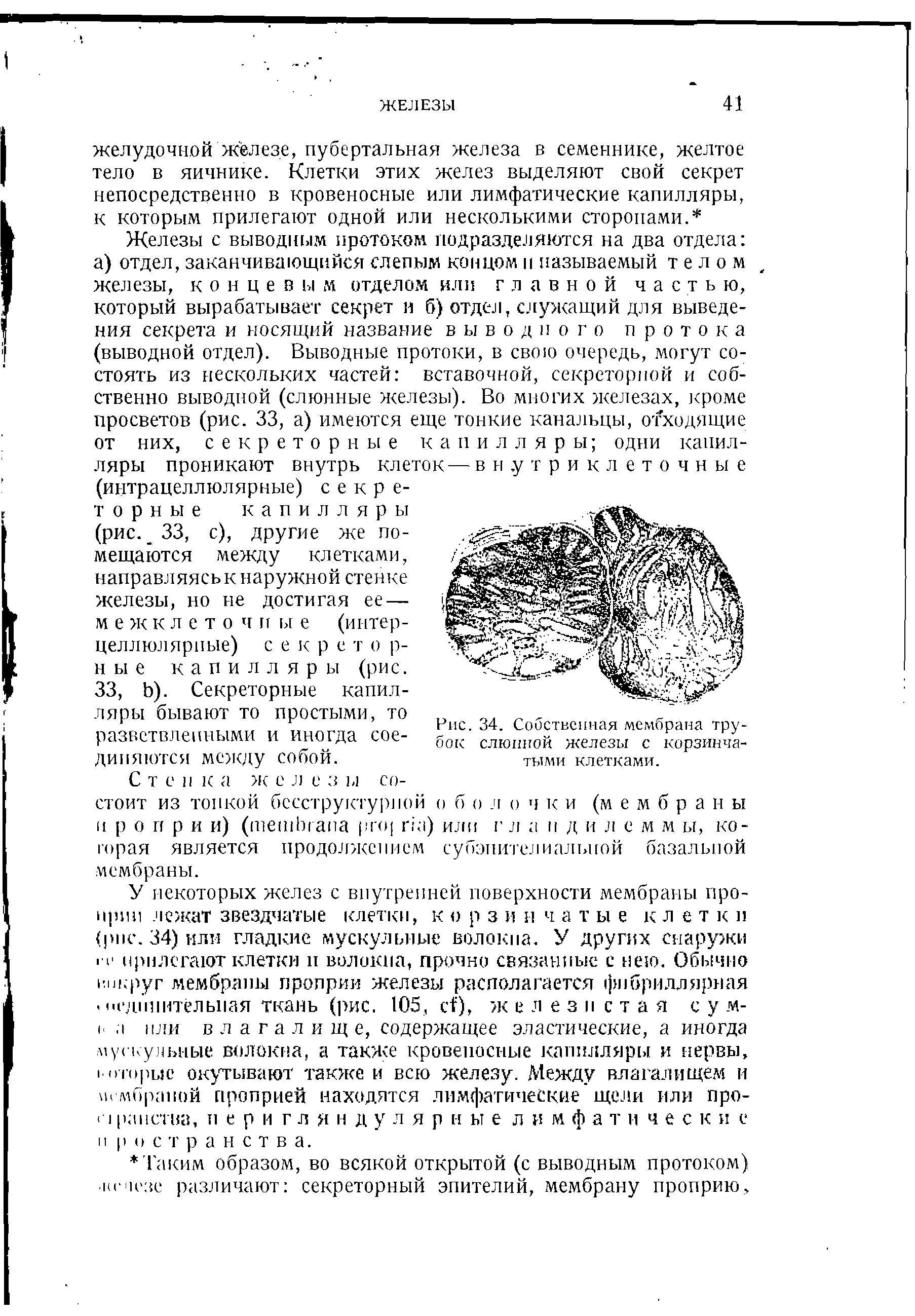 Рис. 34. Собственная мембрана трубок слюнной железы с корзинчатыми клетками.