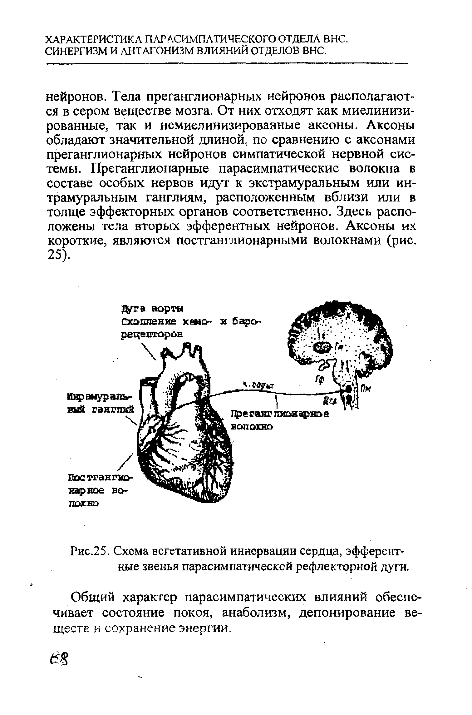 Рис.25. Схема вегетативной иннервации сердца, эфферентные звенья парасимпатической рефлекторной дуги.