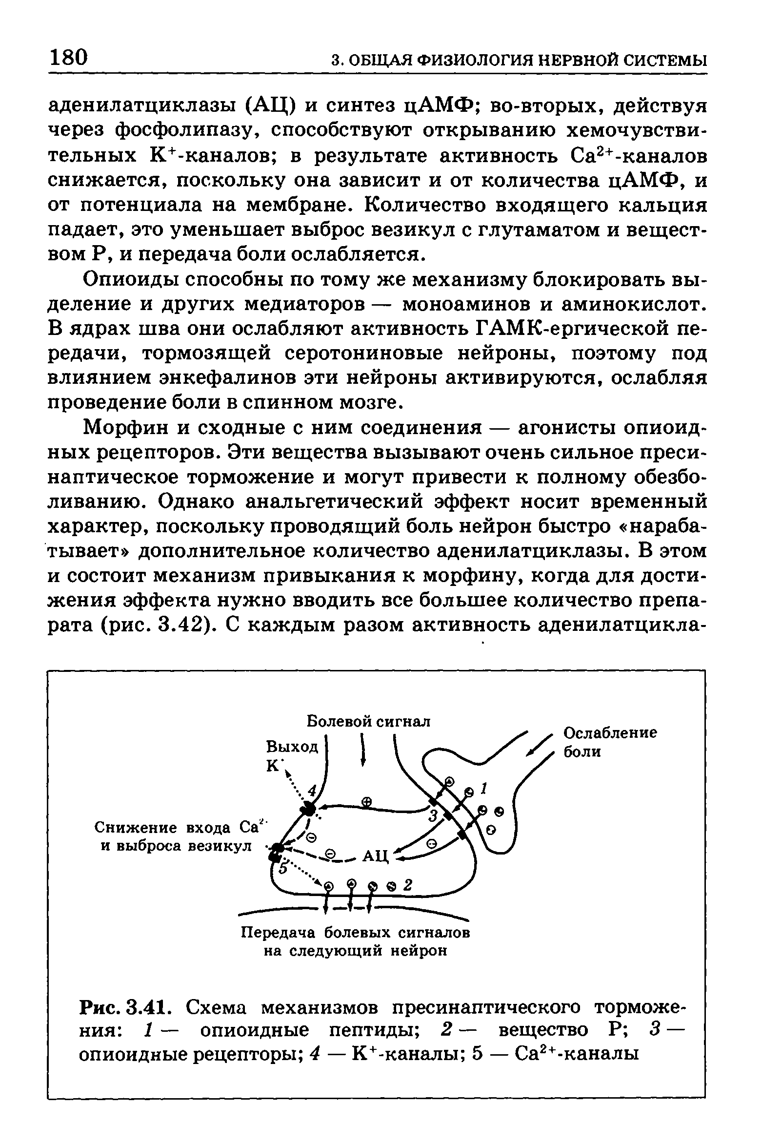 Рис. 3.41. Схема механизмов пресинаптического торможения 1 — опиоидные пептиды 2 — вещество Р 3 — опиоидные рецепторы 4 — К+-каналы 5 — Са2+-каналы...