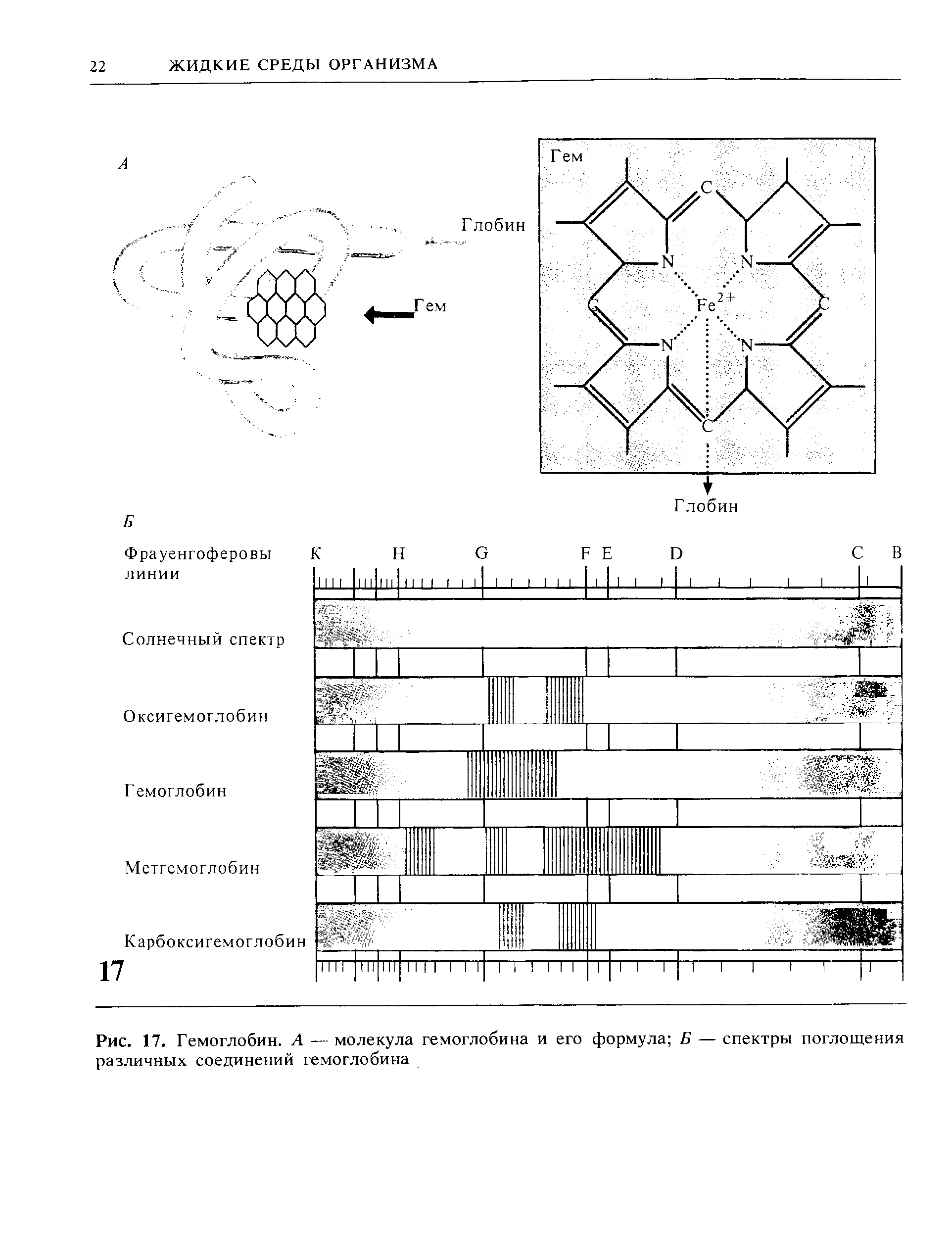 Рис. 17. Гемоглобин. А — молекула гемоглобина и его формула Б — спектры поглощения различных соединений гемоглобина...