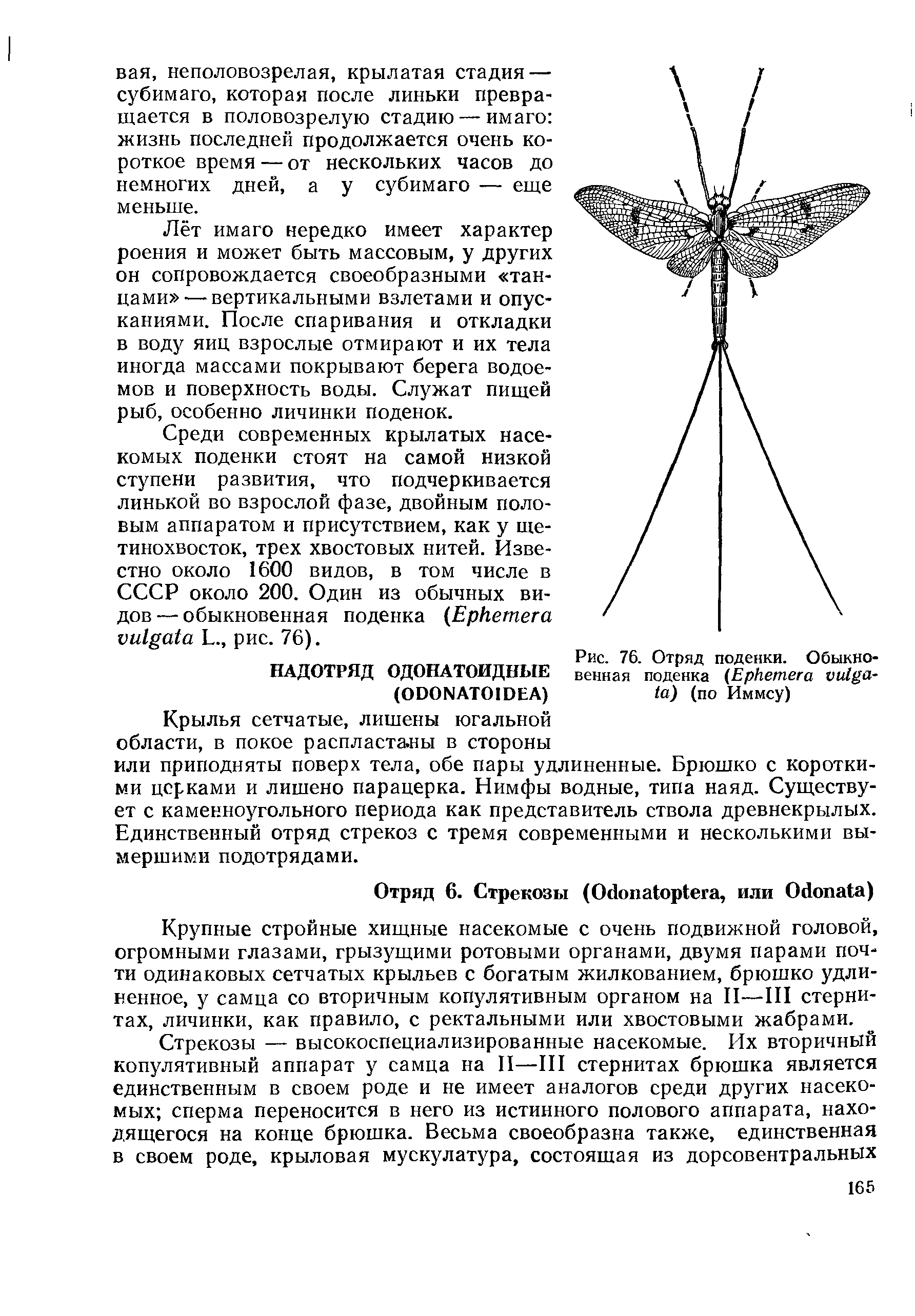 Рис. 76. Отряд поденки. Обыкновенная поденка (E ) (по Иммсу)...