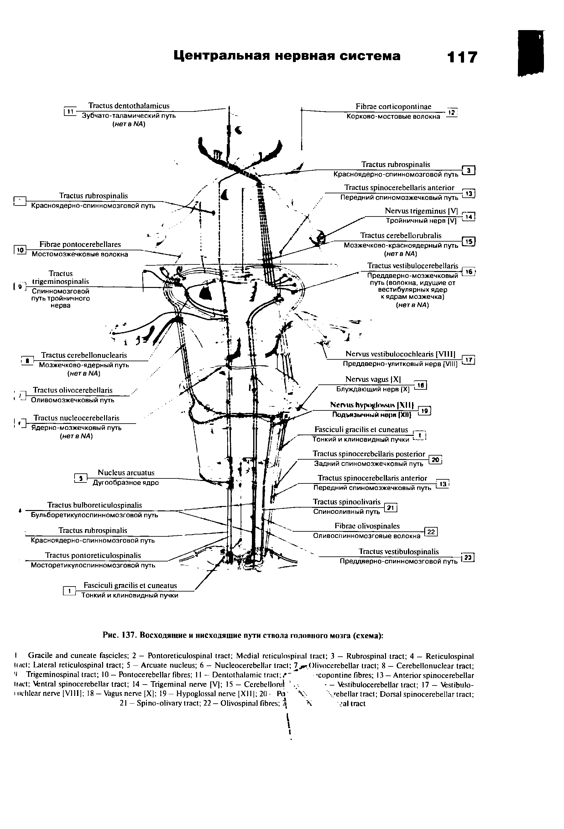 Рис. 137. Восходящие и нисходящие пути ствола головного мозга (схема) ...