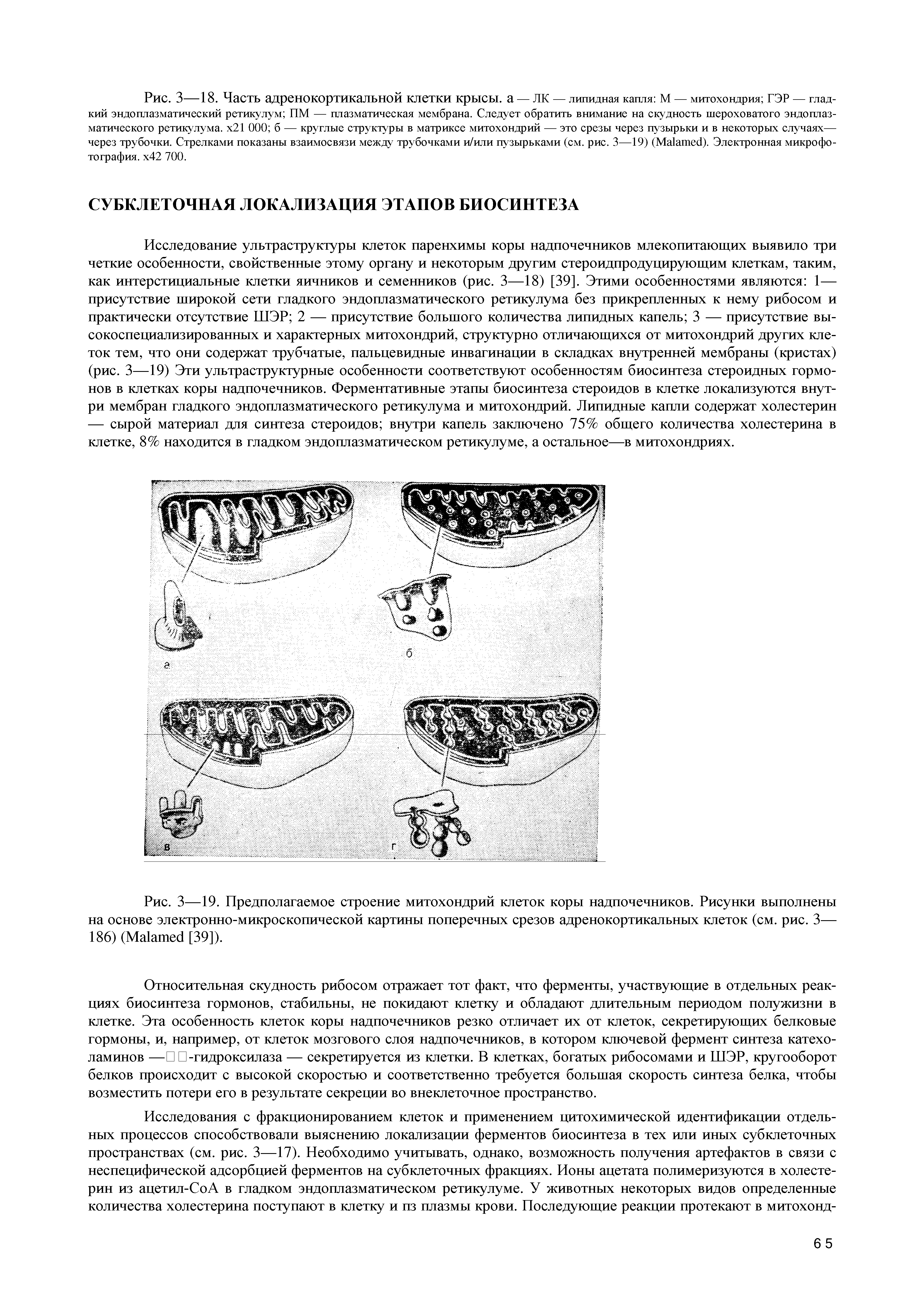 Рис. 3—19. Предполагаемое строение митохондрий клеток коры надпочечников. Рисунки выполнены на основе электронно-микроскопической картины поперечных срезов адренокортикальных клеток (см. рис. 3— 186) (Ма1ашес1 [39]).