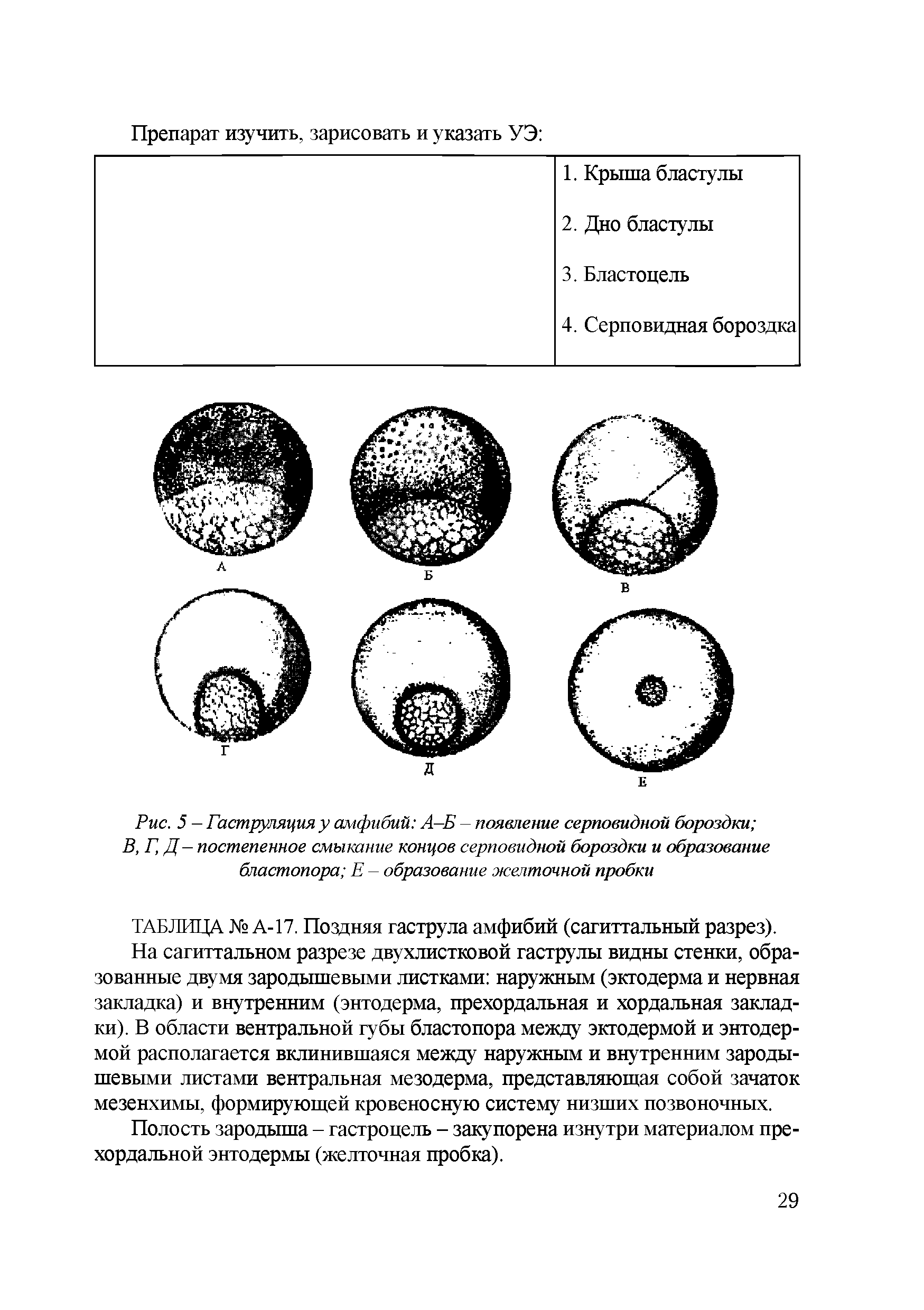 Рис. 5 — Гаструляция у амфибий А—Б - появление серповидной бороздки В, Г, Д — постепенное смыкание концов серповидной бороздки и образование бластопора Е - образование желточной пробки...