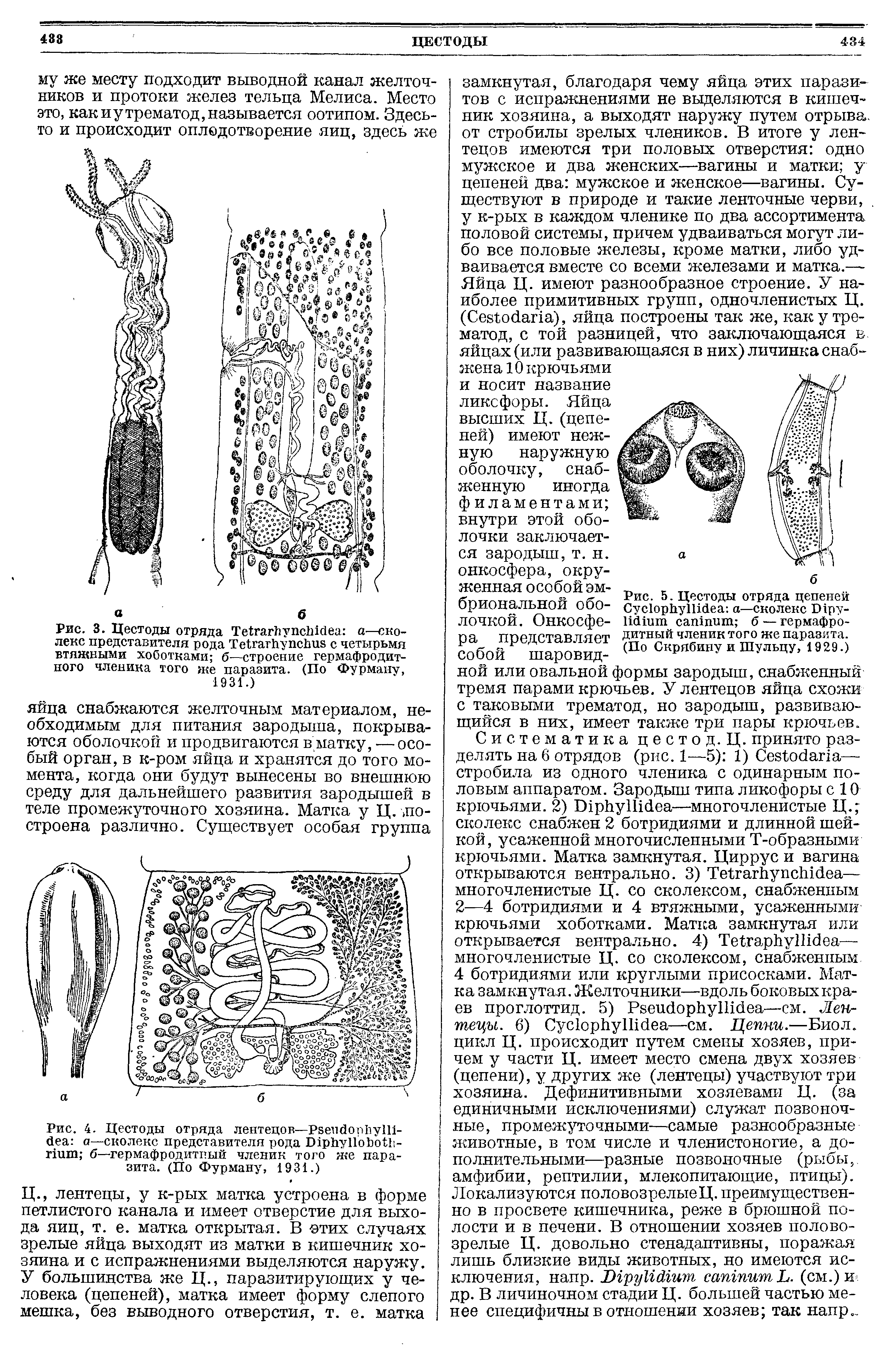 Рис. 5. Цестоды отряда цепеней СуЫорйуШбеа а—сколекс Ыру-Нбшт сагппит б — гермафродитный членик того же паразита. (По Скрябину и Шульцу, 1929.)...