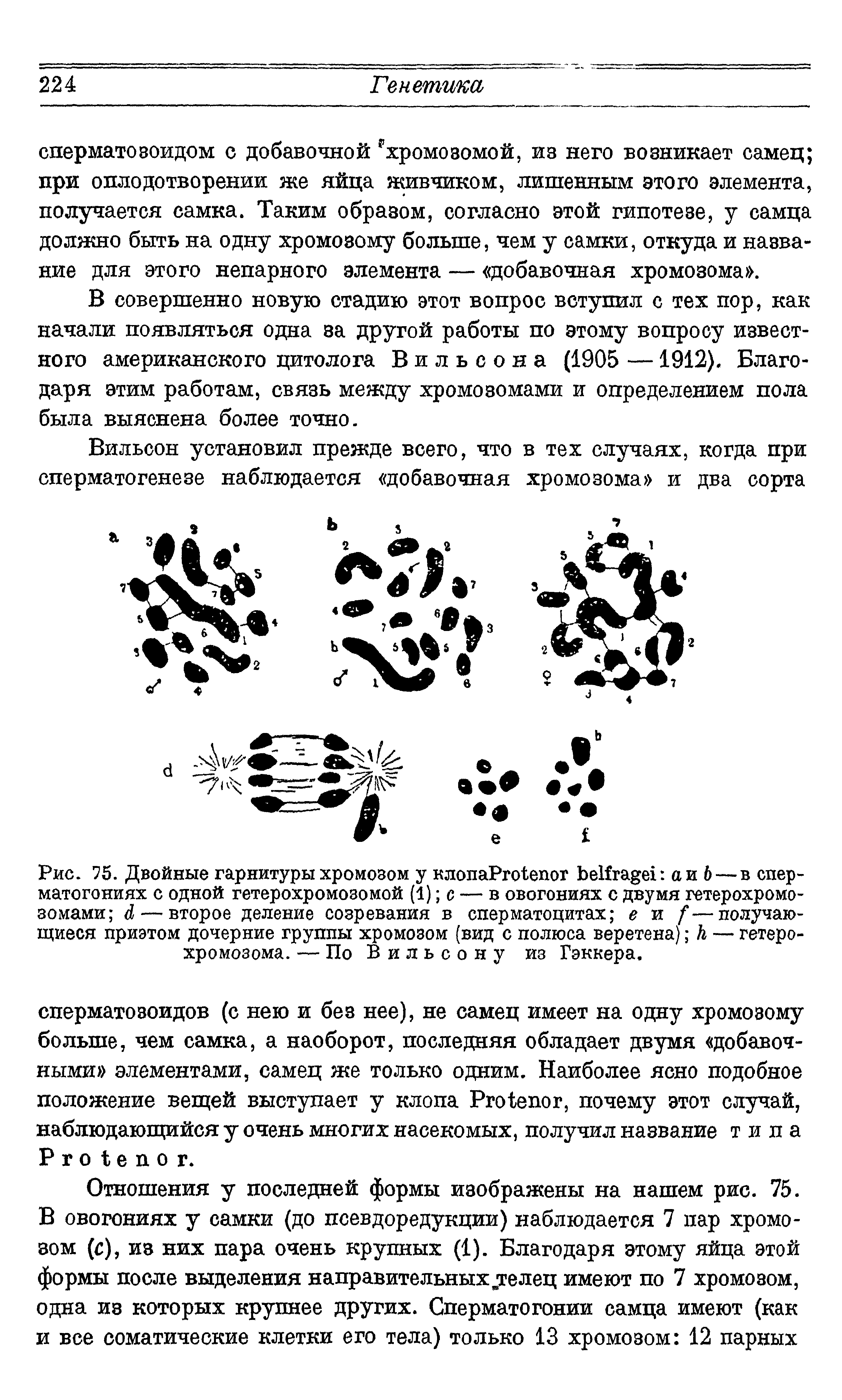 Рис. 75. Двойные гарнитуры хромозом у клопаРпЛепот ЬеИгадо а и Ь—в спер-матогониях с одной гетерохромозомой (1) с — в овогониях с двумя гетерохромо-зомами 4 — второе деление созревания в сперматоцитах е и [—получающиеся приэтом дочерние группы хромозом (вид с полюса веретена) А — гетеро-хромозома. — По Вильсону из Гэккера.