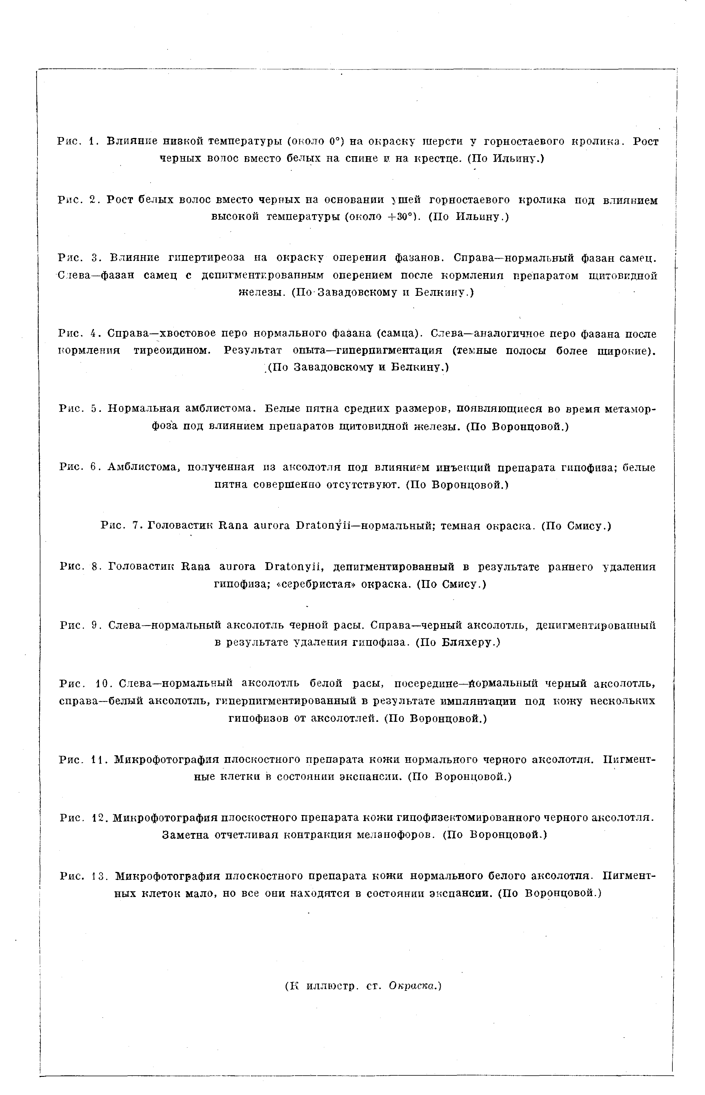 Рис. 2. Рост белых волос вместо черных на основании ушей горностаевого кролика под влиянием высокой температуры (около +30°). (По Ильину.)...