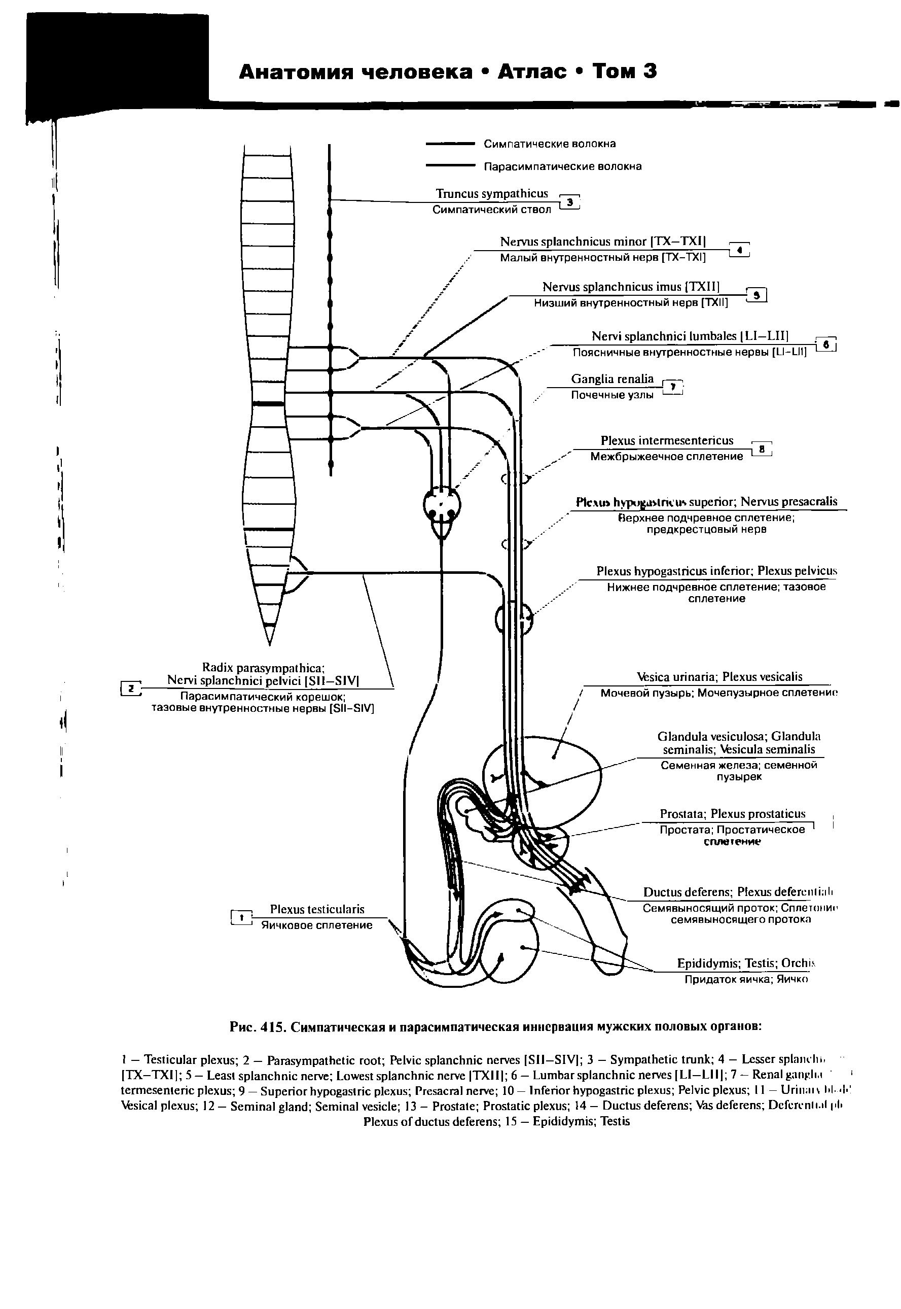 Рис. 415. Симпатическая и парасимпатическая иннервация мужских половых органов ...
