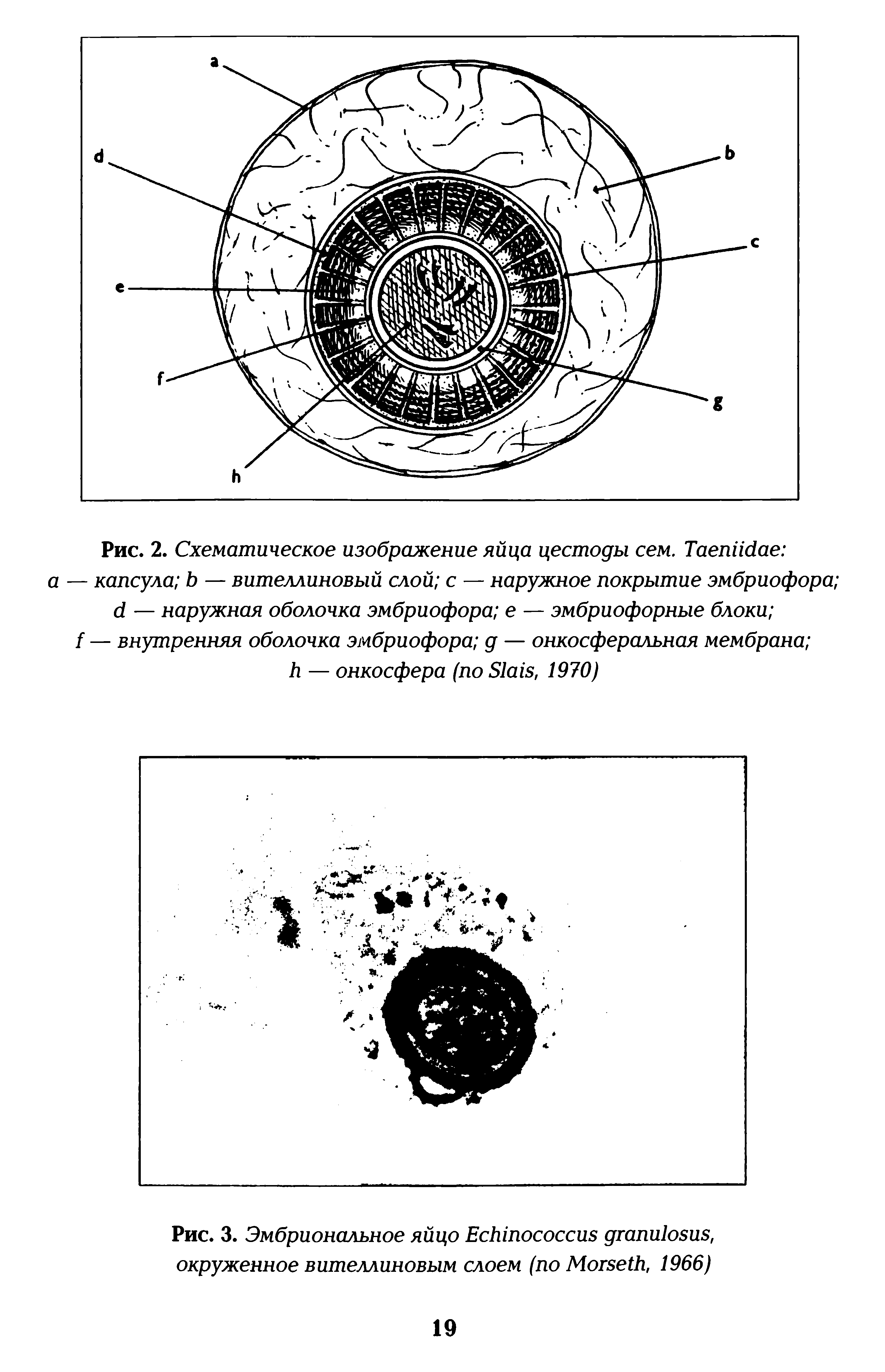 Рис. 3. Эмбриональное яйцо E , окруженное вителлиновым слоем (по M , 1966)...