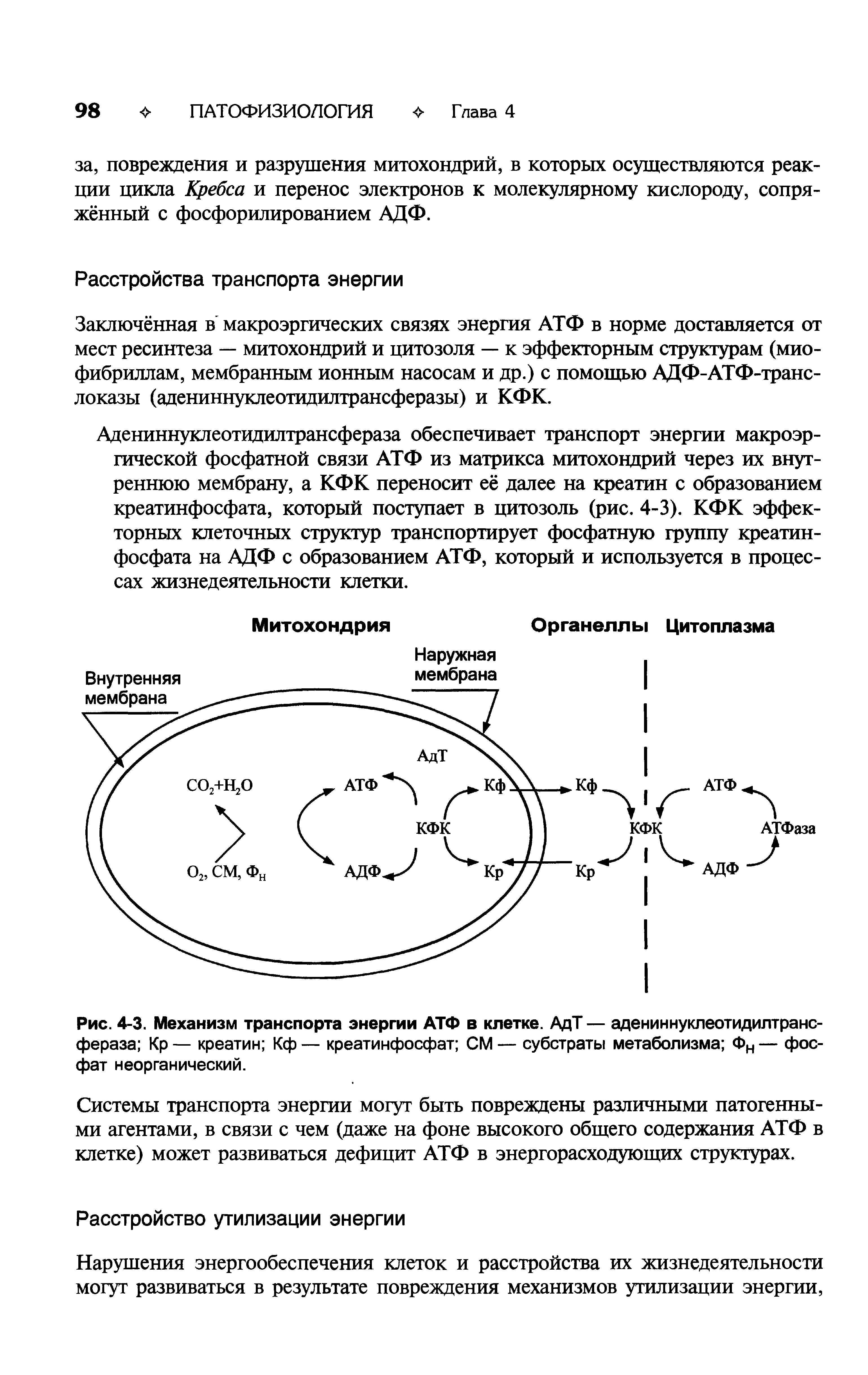 Рис. 4-3. Механизм транспорта энергии АТФ в клетке. АдТ — адениннуклеотидилтрансфераза Кр — креатин Кф — креатинфосфат СМ — субстраты метаболизма Фн — фосфат неорганический.