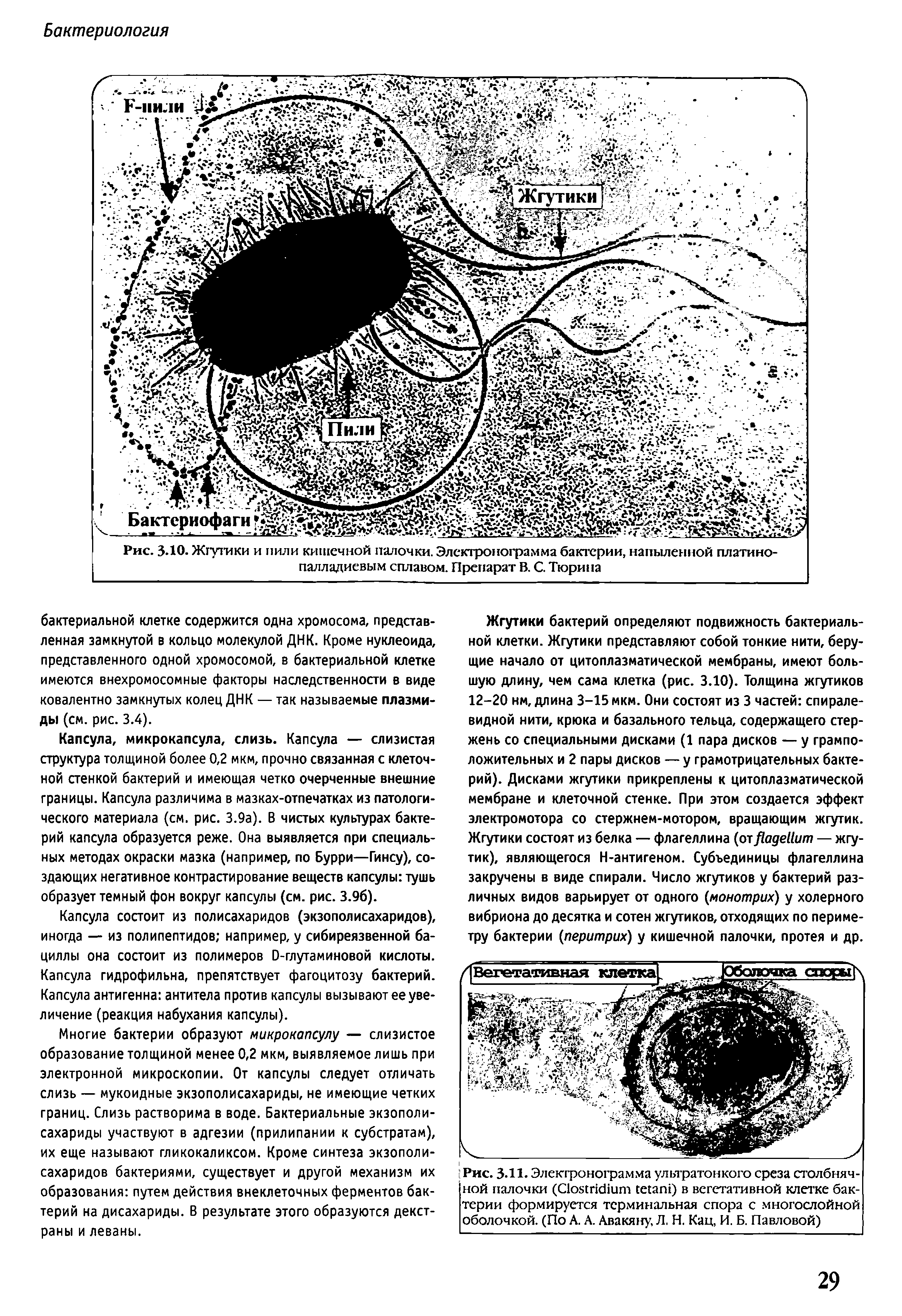 Рис. 3-11. Электронограмма ультратонкого среза столбнячной палочки (C ) в вегетативной клетке бактерии формируется терминальная спора с многослойной оболочкой. (По А. А. Авакяну, Л. Н. Кац, И. Б. Павловой)...